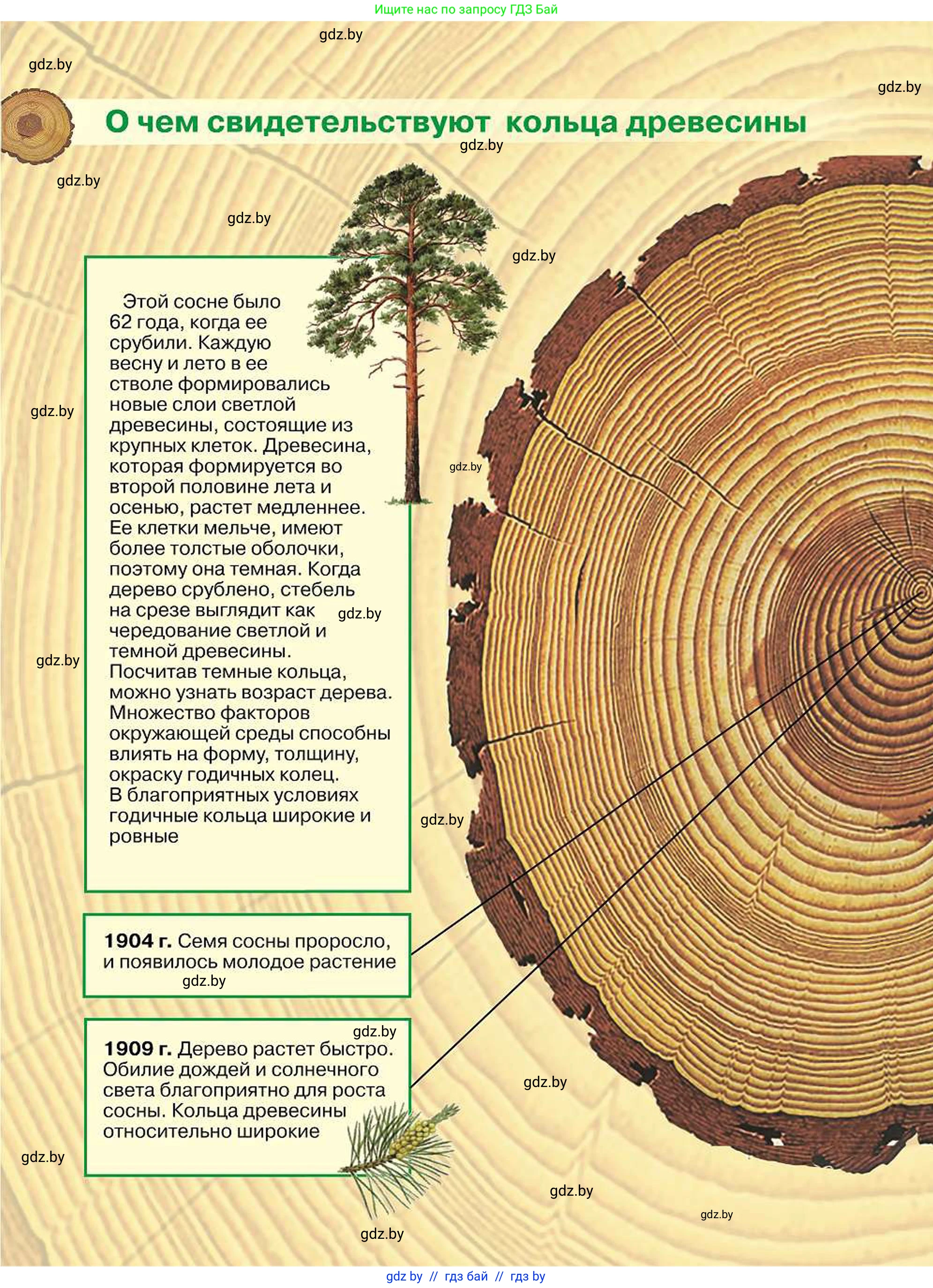 Биология, 7 класс Учебник, автор: Лисов Николай Дмитриевич, издательство Народная асвета, Минск, 2022, зелёного цвета, 