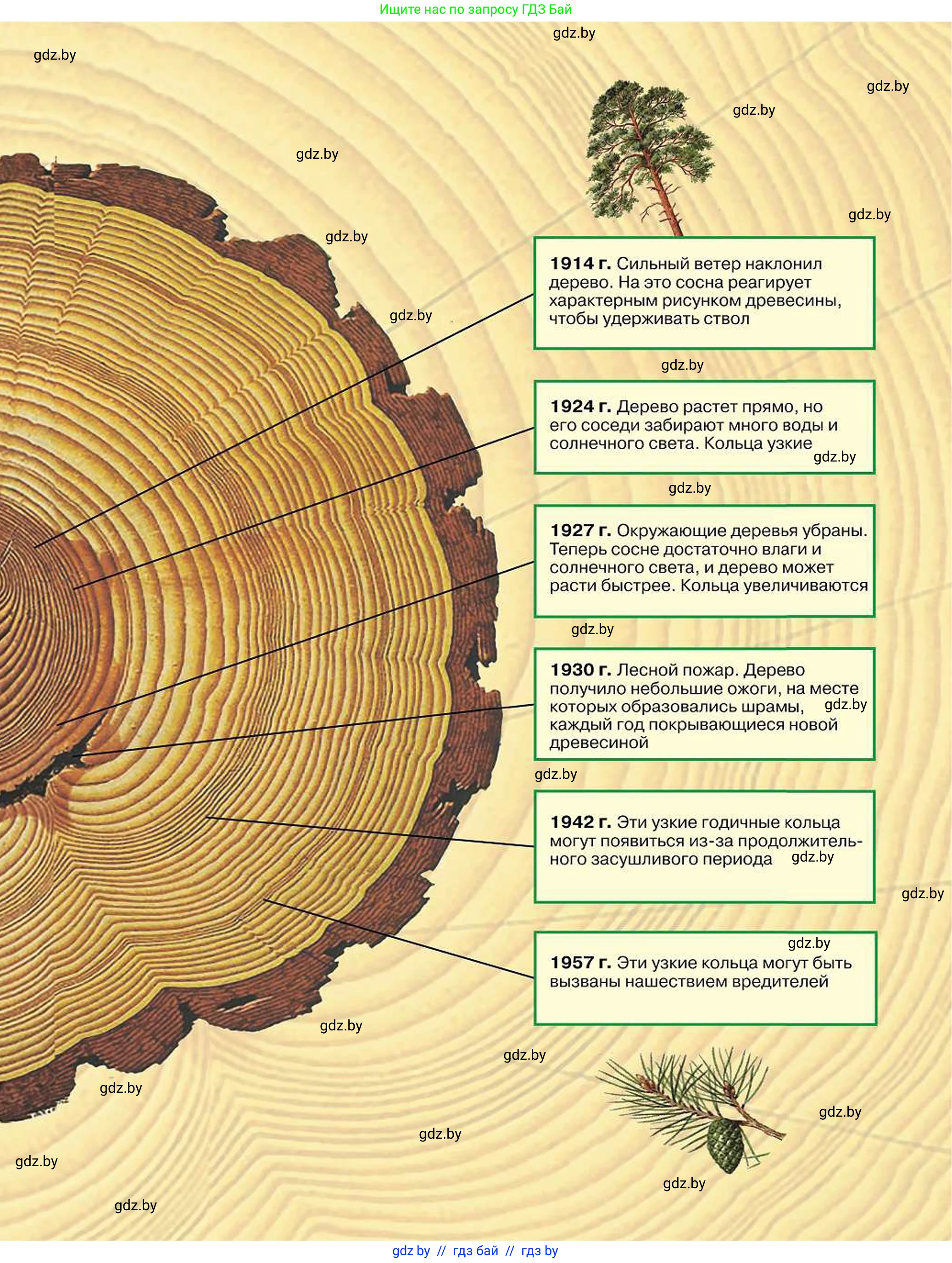 Биология, 7 класс Учебник, автор: Лисов Николай Дмитриевич, издательство Народная асвета, Минск, 2022, зелёного цвета, 