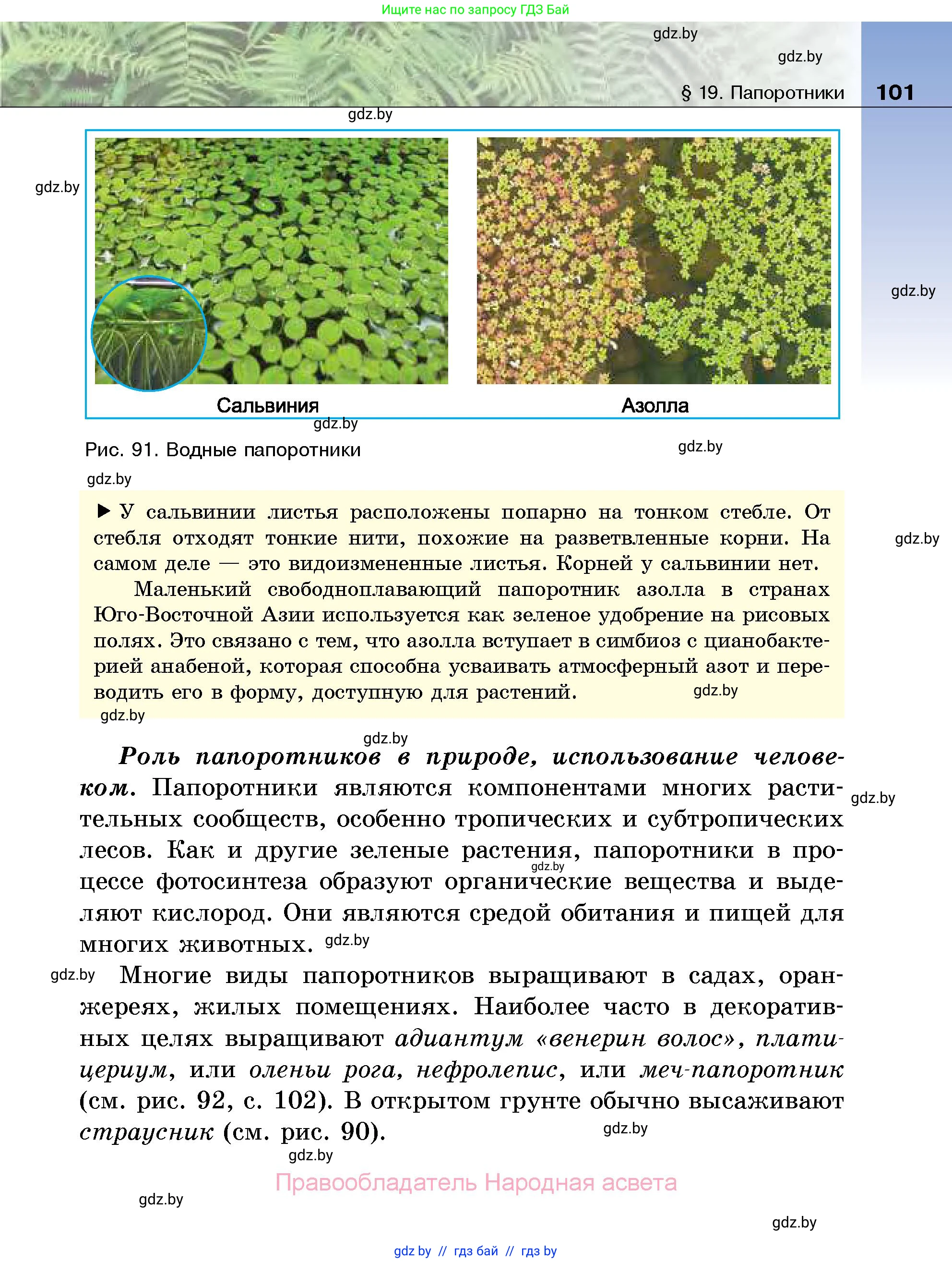 Биология, 7 класс Учебник, автор: Лисов Николай Дмитриевич, издательство Народная асвета, Минск, 2022, зелёного цвета, страница 101