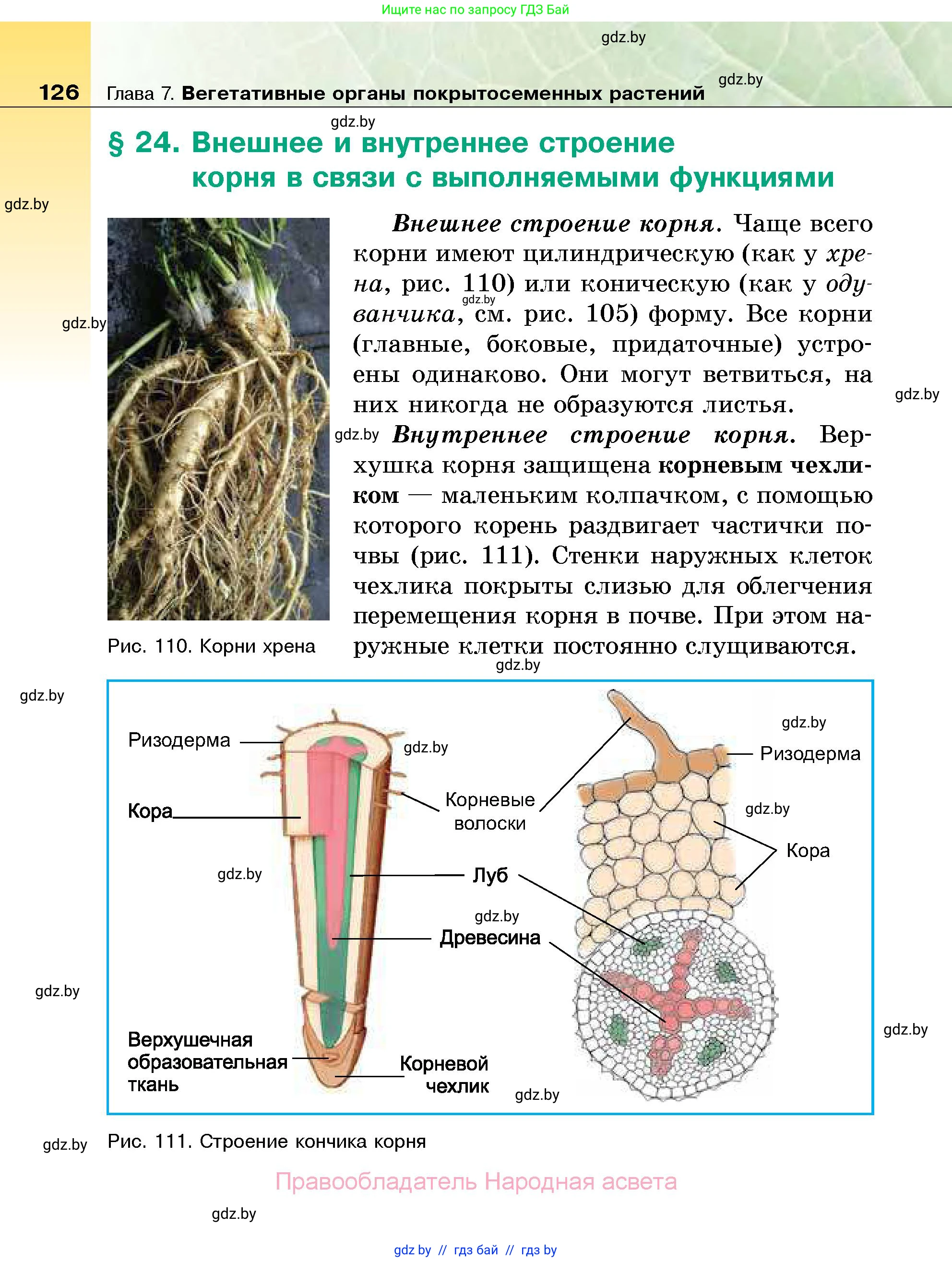 Биология, 7 класс Учебник, автор: Лисов Николай Дмитриевич, издательство Народная асвета, Минск, 2022, зелёного цвета, страница 126