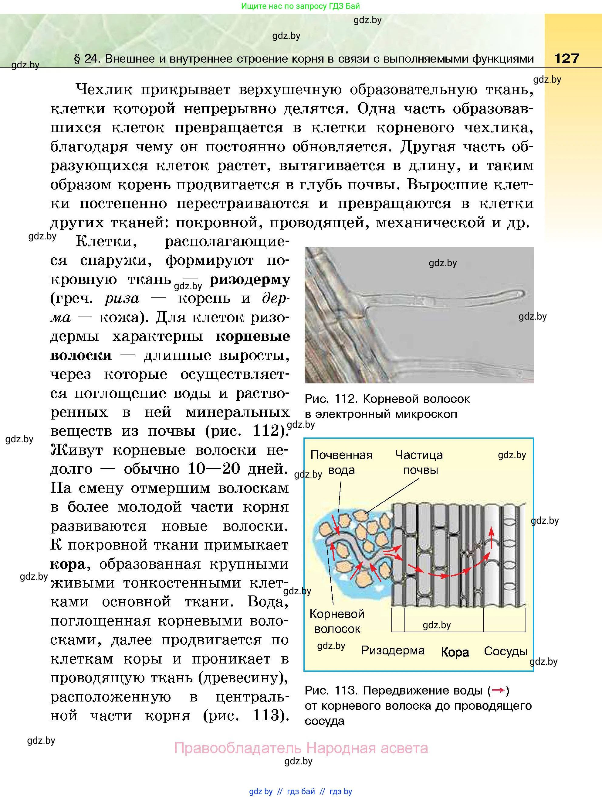 Биология, 7 класс Учебник, автор: Лисов Николай Дмитриевич, издательство Народная асвета, Минск, 2022, зелёного цвета, страница 127