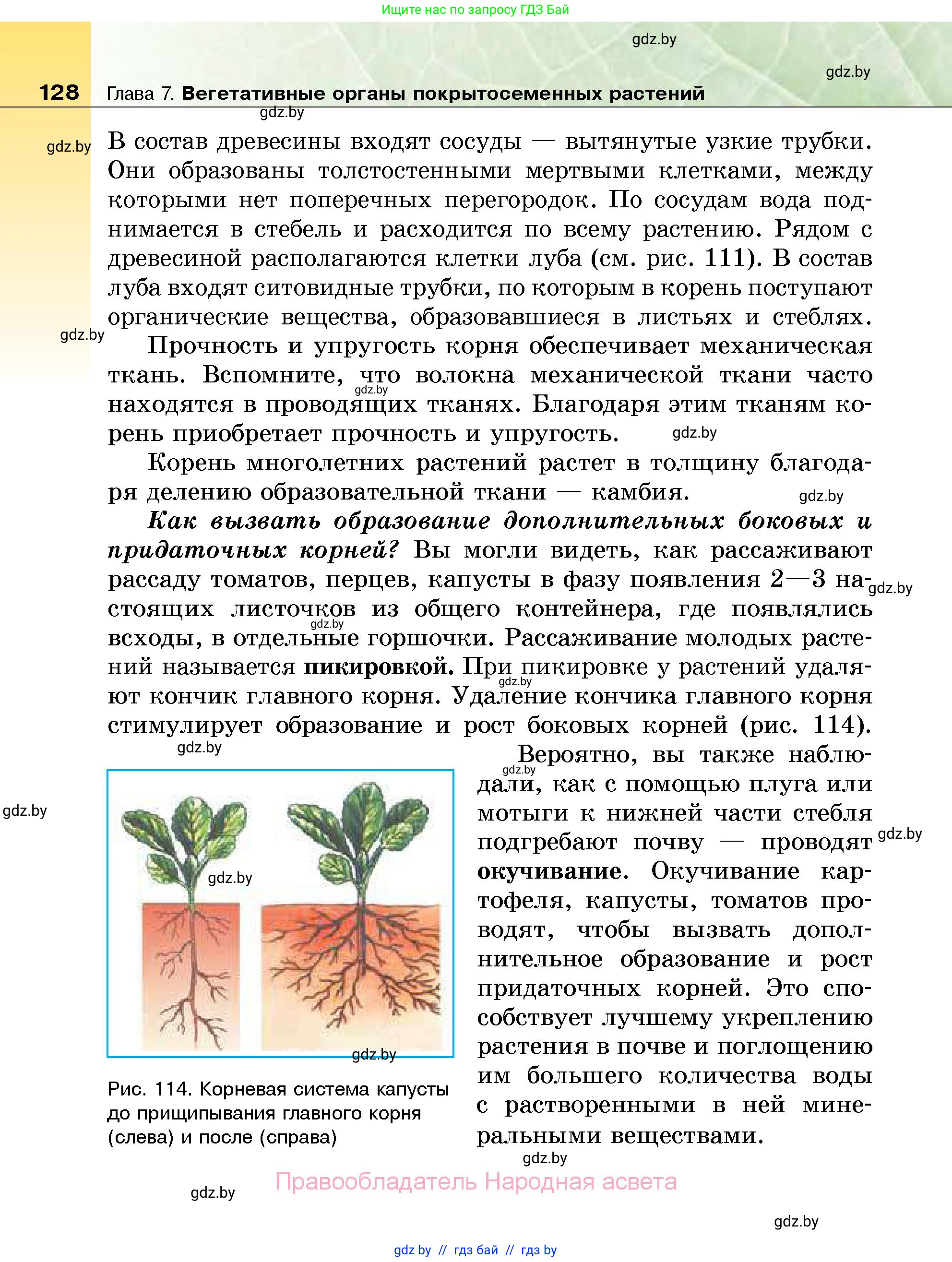 Биология, 7 класс Учебник, автор: Лисов Николай Дмитриевич, издательство Народная асвета, Минск, 2022, зелёного цвета, страница 128