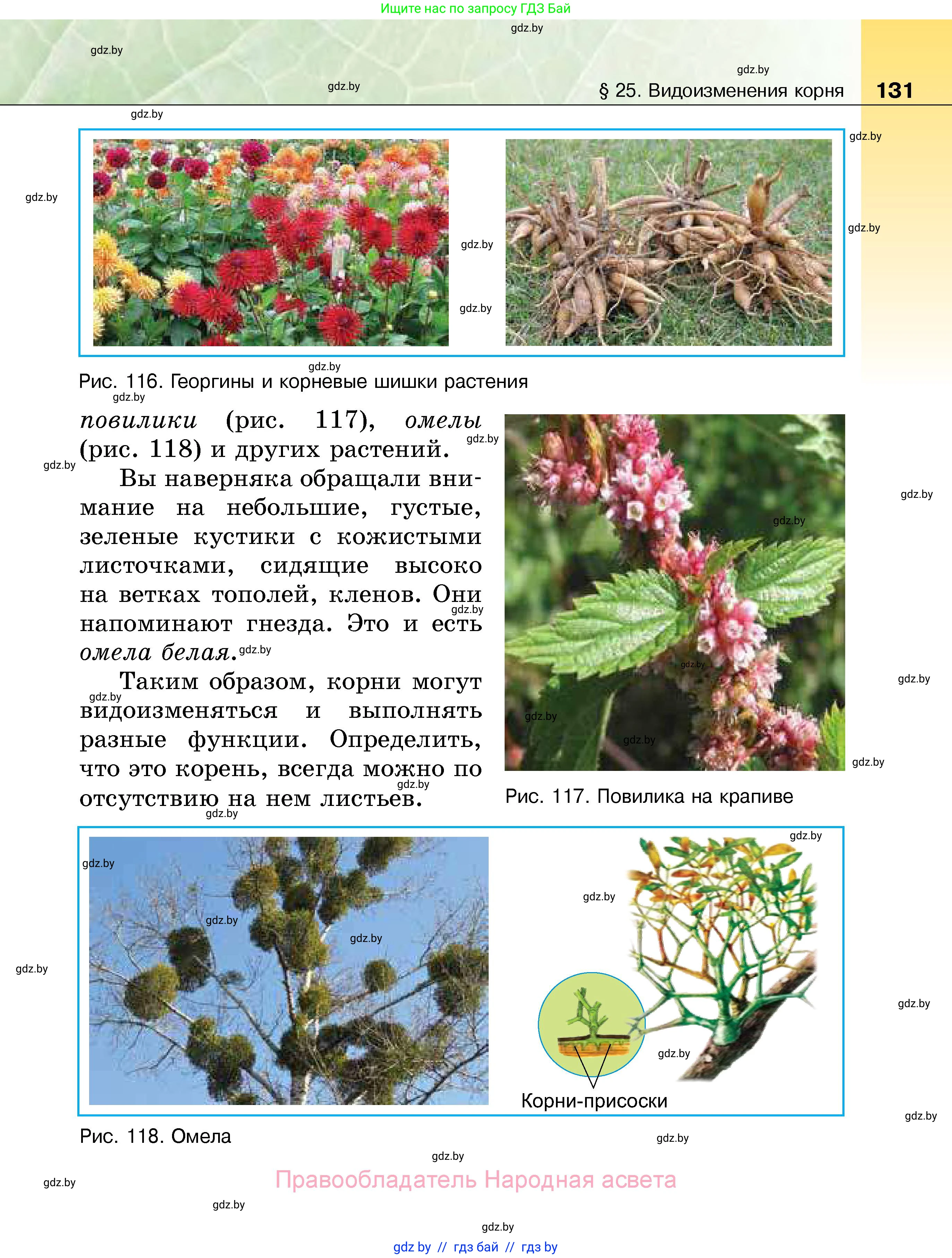 Биология, 7 класс Учебник, автор: Лисов Николай Дмитриевич, издательство Народная асвета, Минск, 2022, зелёного цвета, страница 131