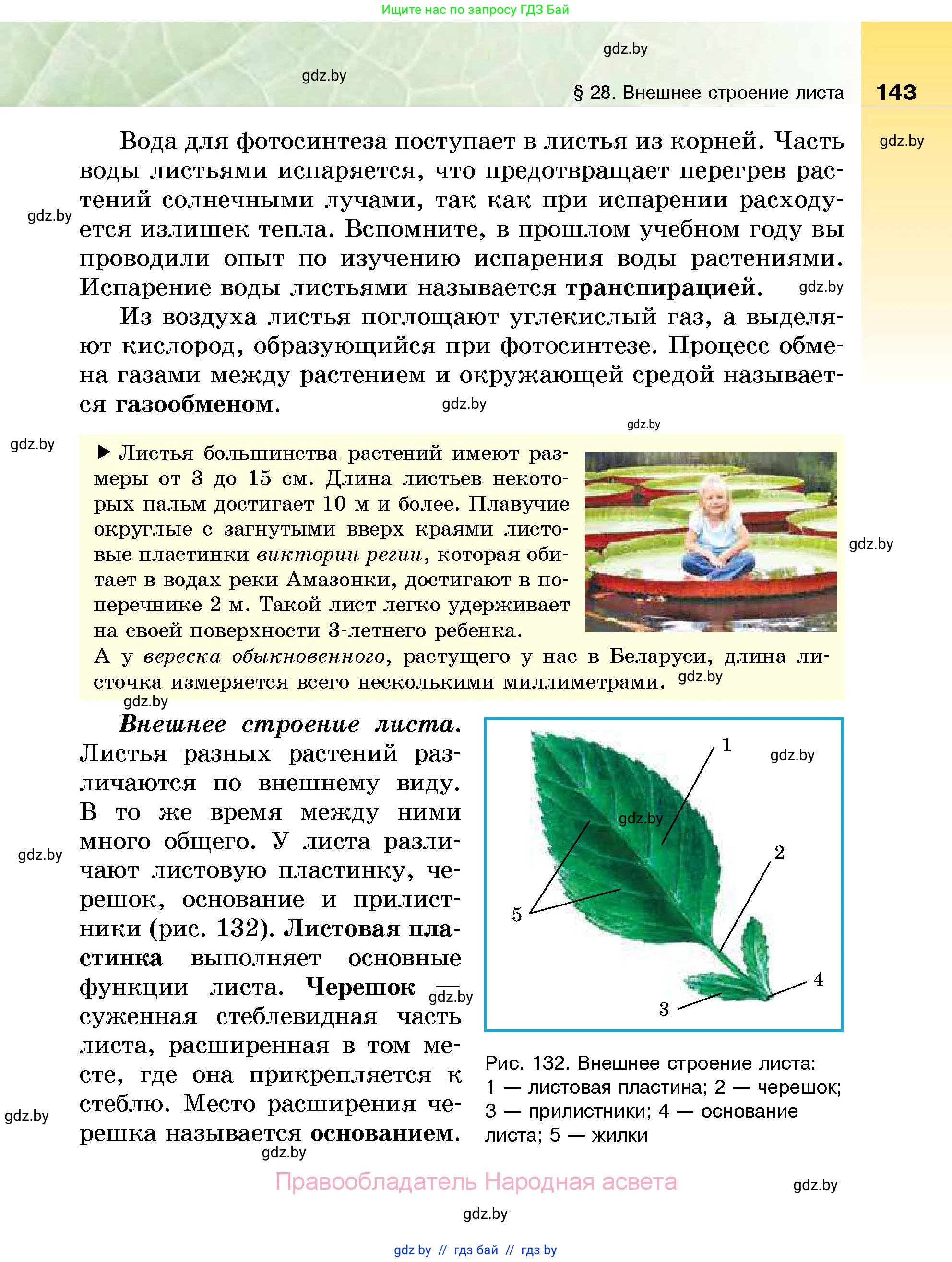 Биология, 7 класс Учебник, автор: Лисов Николай Дмитриевич, издательство Народная асвета, Минск, 2022, зелёного цвета, страница 143