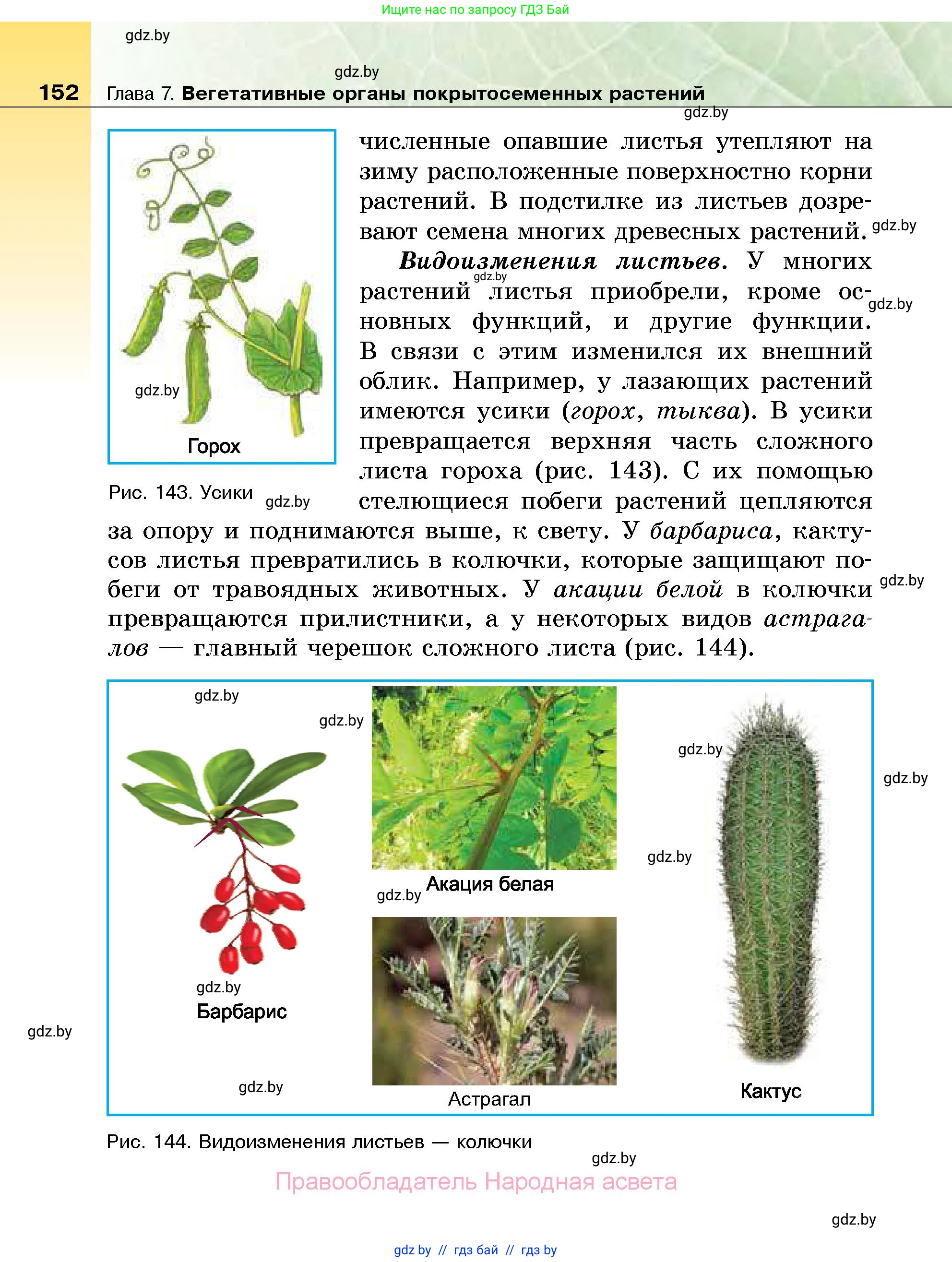Биология, 7 класс Учебник, автор: Лисов Николай Дмитриевич, издательство Народная асвета, Минск, 2022, зелёного цвета, страница 152