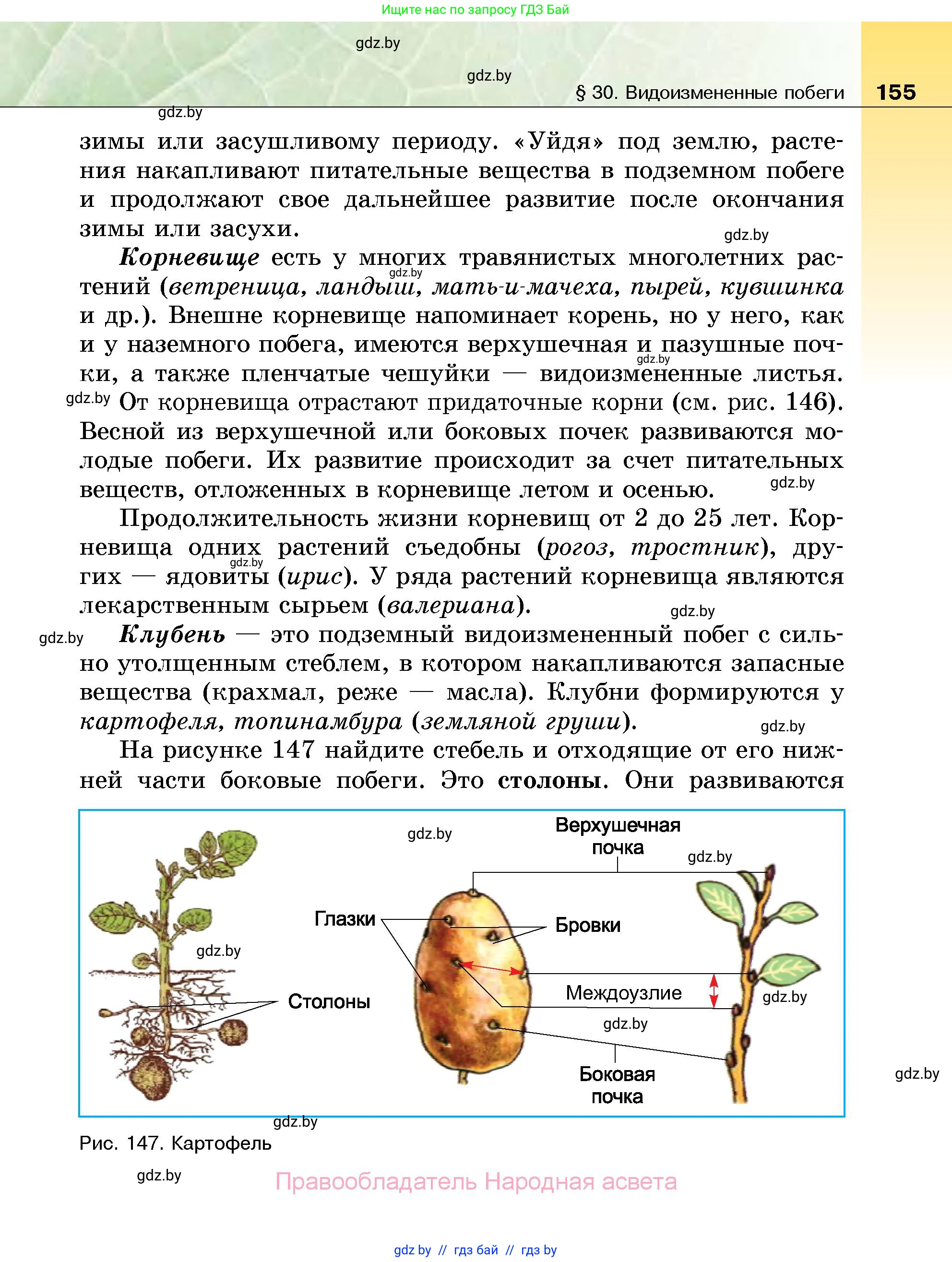 Биология, 7 класс Учебник, автор: Лисов Николай Дмитриевич, издательство Народная асвета, Минск, 2022, зелёного цвета, страница 155