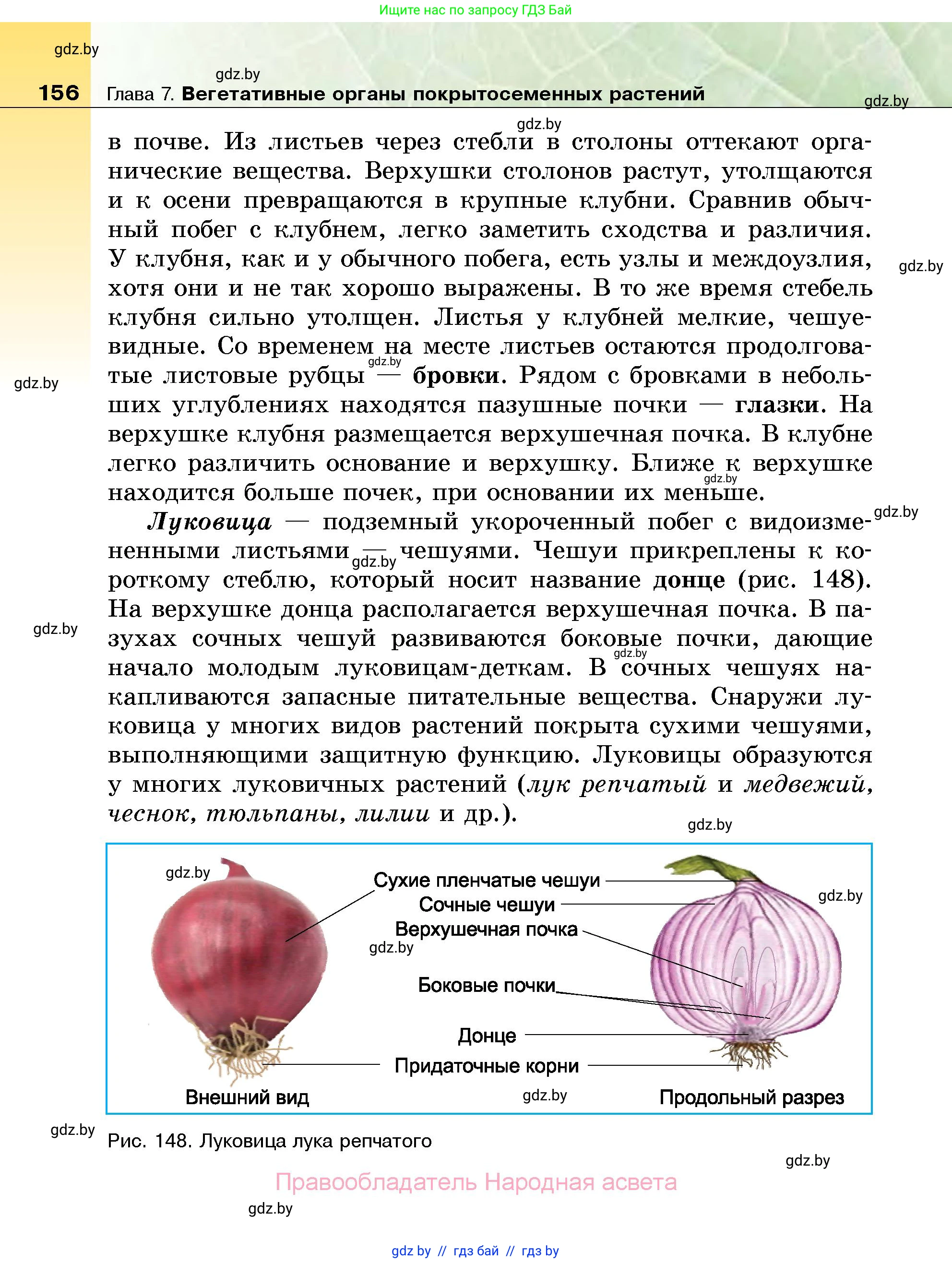 Биология, 7 класс Учебник, автор: Лисов Николай Дмитриевич, издательство Народная асвета, Минск, 2022, зелёного цвета, страница 156