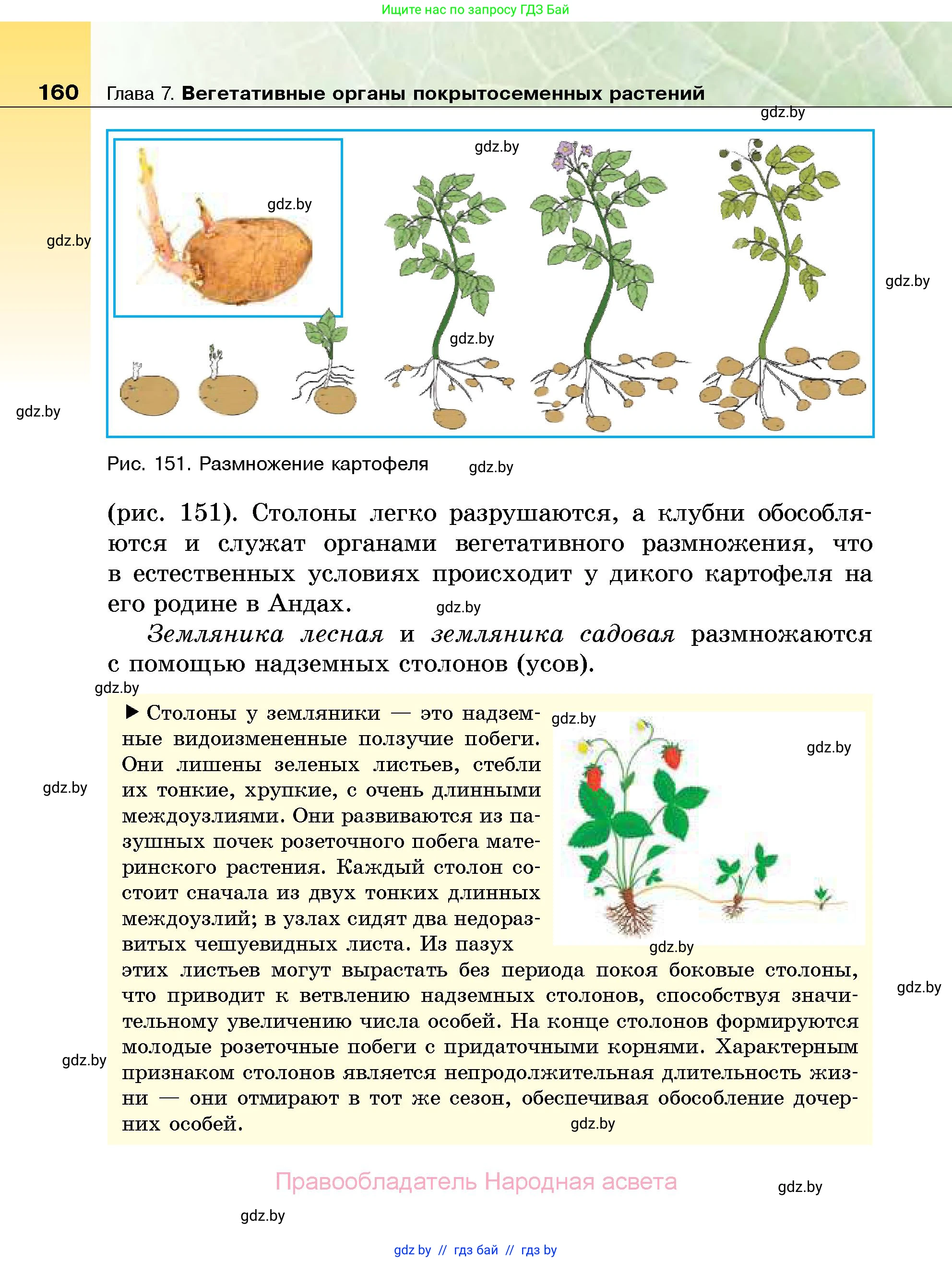 Биология, 7 класс Учебник, автор: Лисов Николай Дмитриевич, издательство Народная асвета, Минск, 2022, зелёного цвета, страница 160