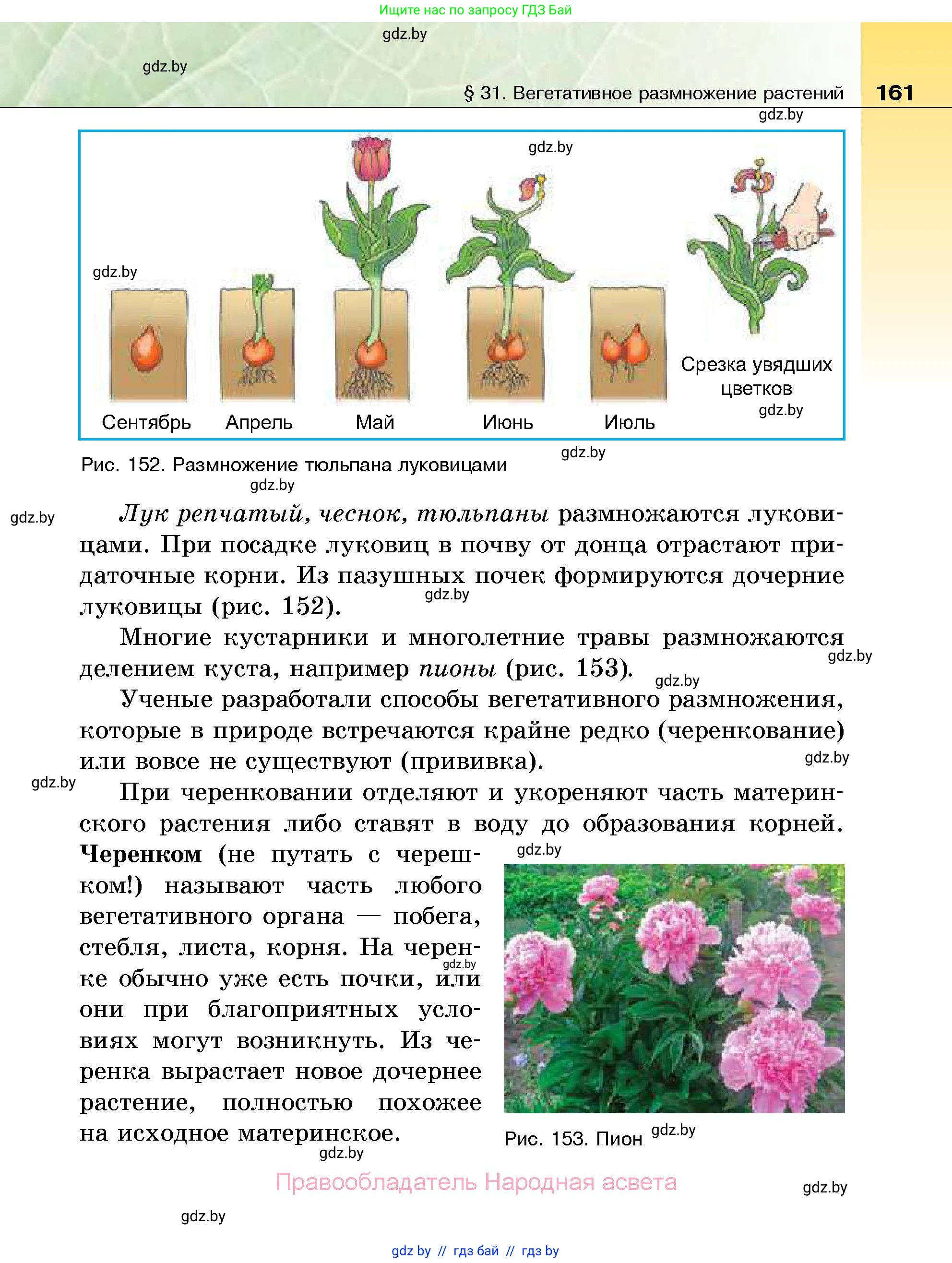 Биология, 7 класс Учебник, автор: Лисов Николай Дмитриевич, издательство Народная асвета, Минск, 2022, зелёного цвета, страница 161
