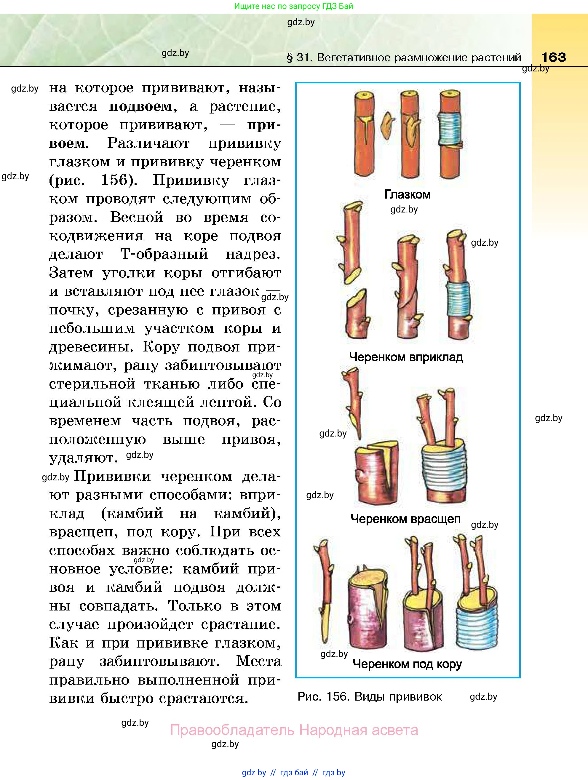 Биология, 7 класс Учебник, автор: Лисов Николай Дмитриевич, издательство Народная асвета, Минск, 2022, зелёного цвета, страница 163