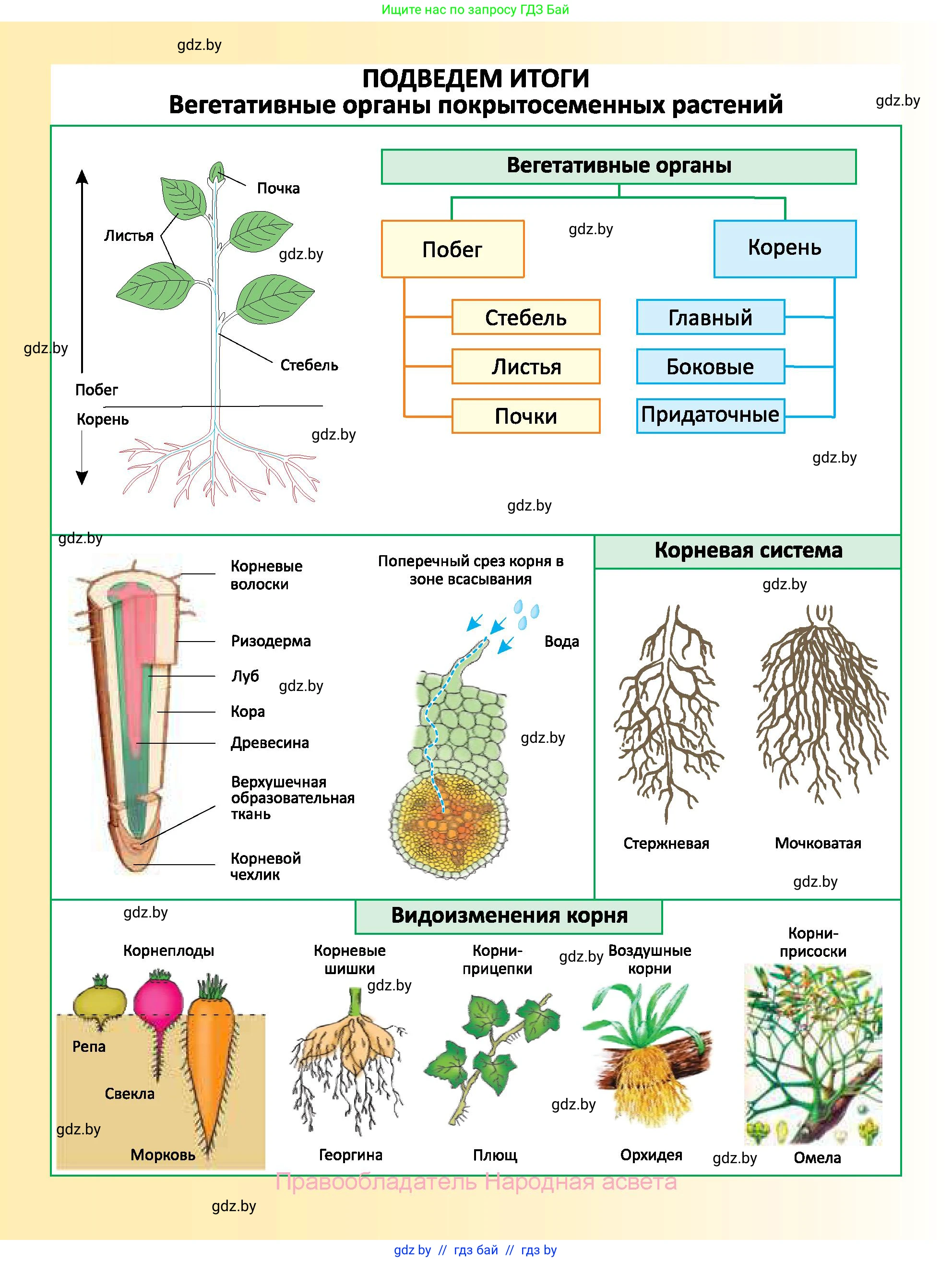 Биология, 7 класс Учебник, автор: Лисов Николай Дмитриевич, издательство Народная асвета, Минск, 2022, зелёного цвета, страница 166