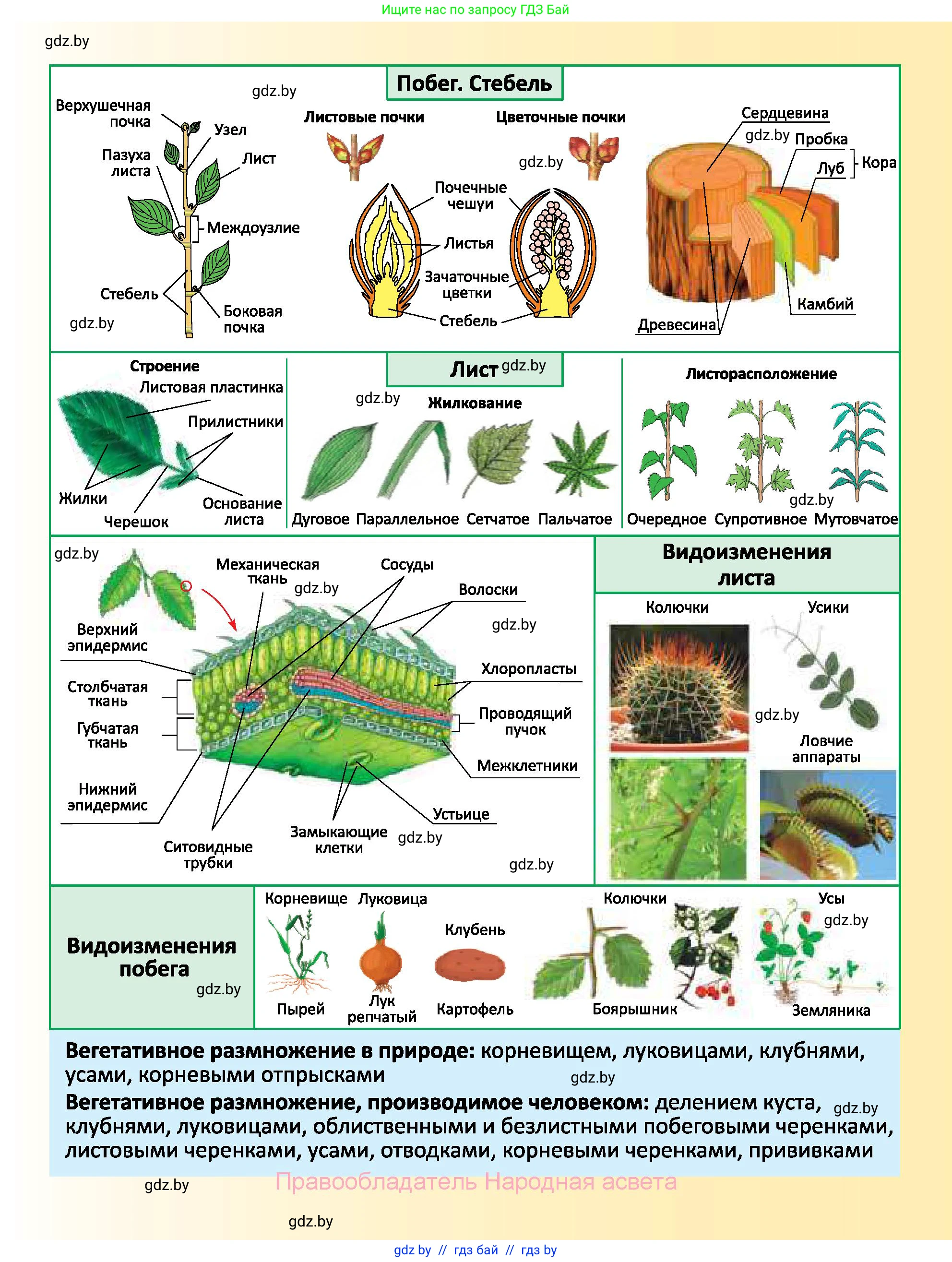 Биология, 7 класс Учебник, автор: Лисов Николай Дмитриевич, издательство Народная асвета, Минск, 2022, зелёного цвета, страница 167