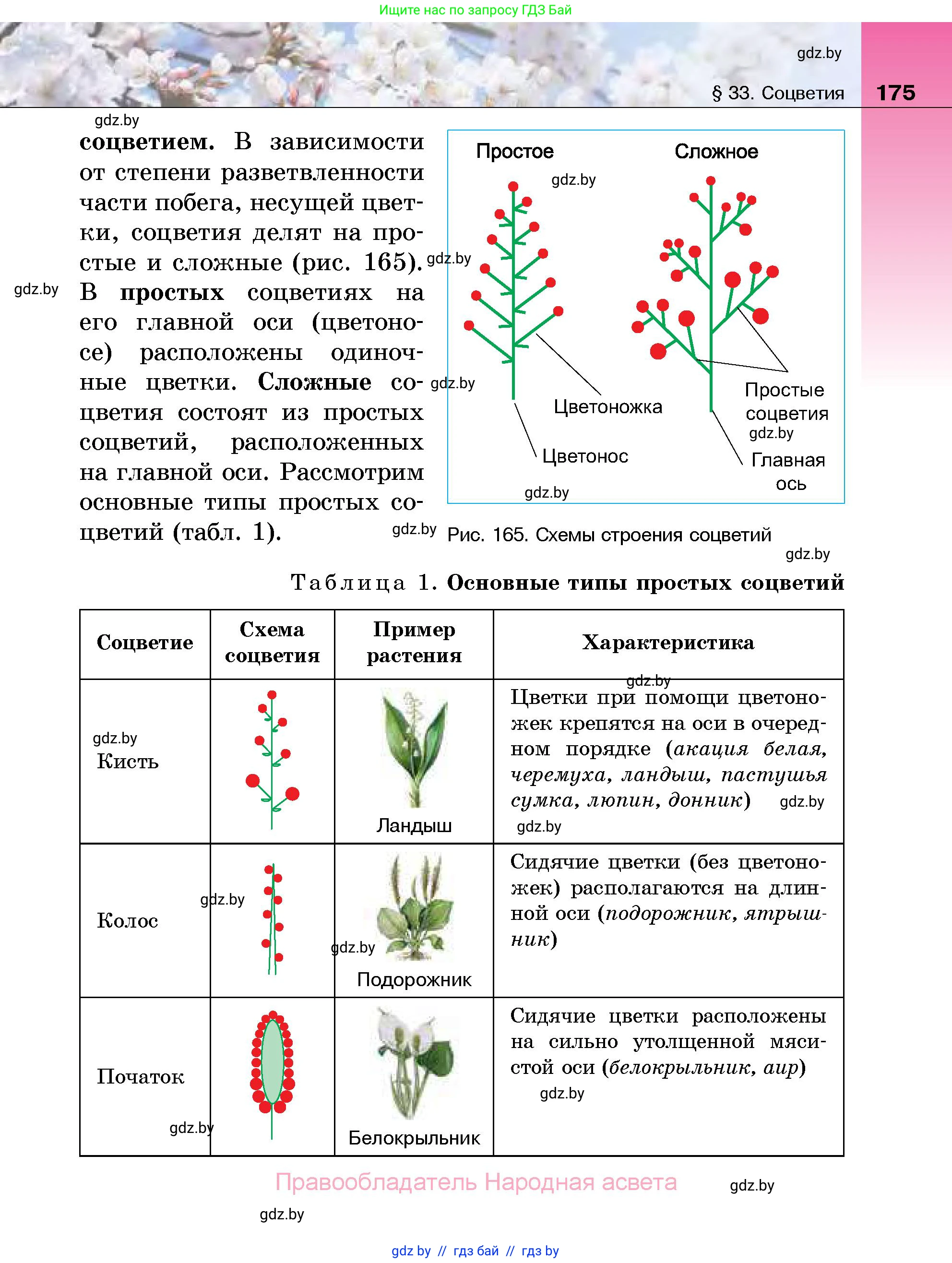 Биология, 7 класс Учебник, автор: Лисов Николай Дмитриевич, издательство Народная асвета, Минск, 2022, зелёного цвета, страница 175