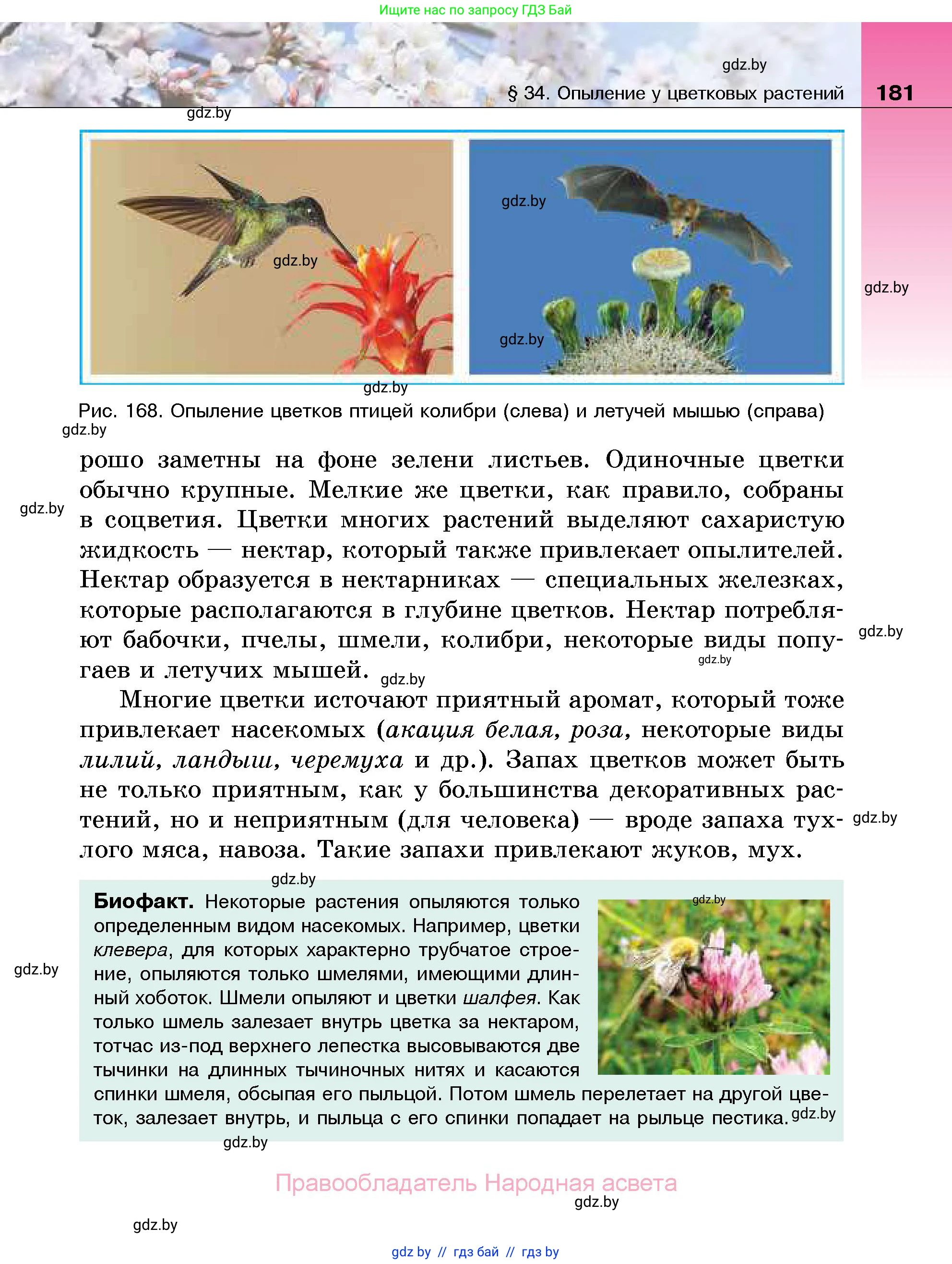 Биология, 7 класс Учебник, автор: Лисов Николай Дмитриевич, издательство Народная асвета, Минск, 2022, зелёного цвета, страница 181