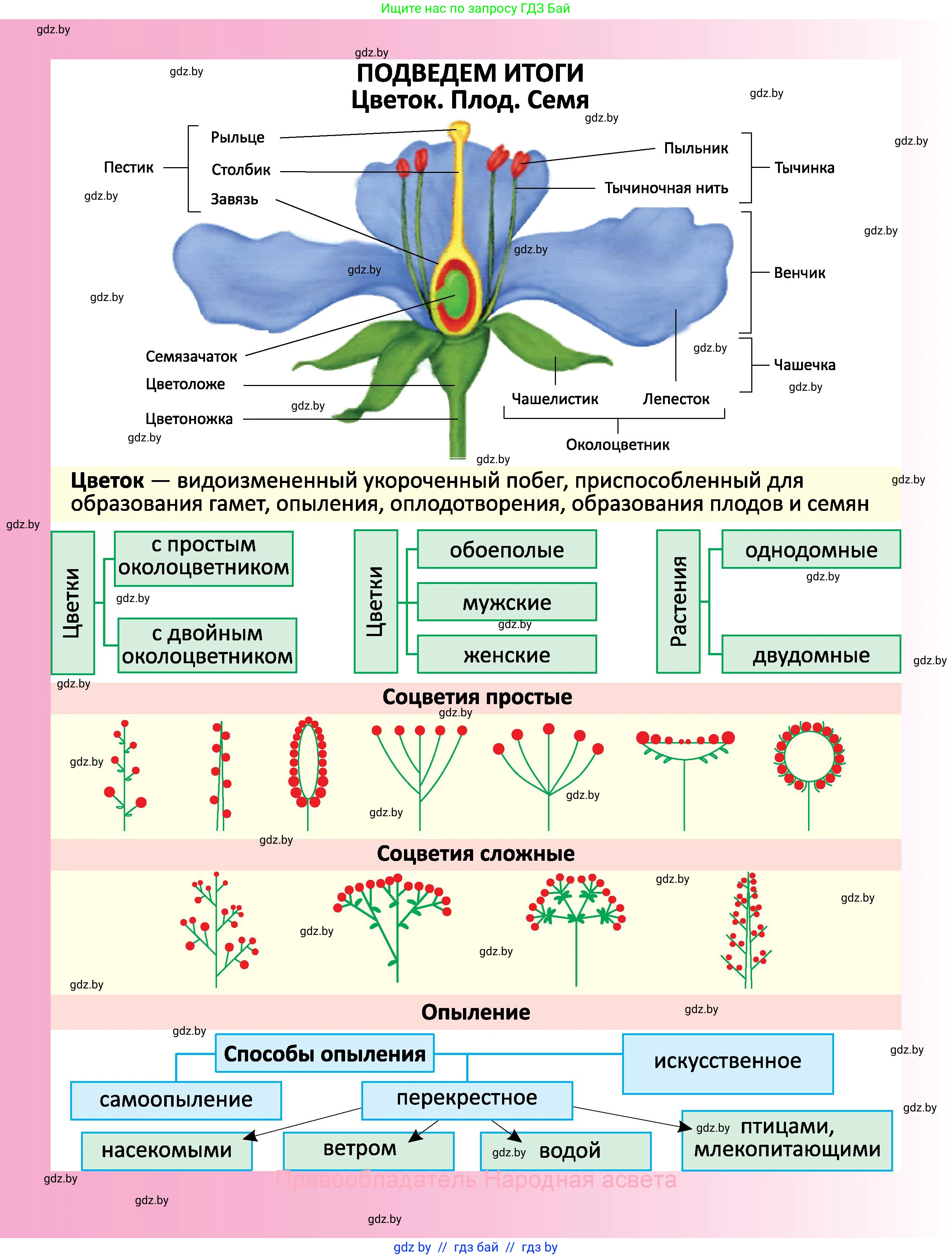 Биология, 7 класс Учебник, автор: Лисов Николай Дмитриевич, издательство Народная асвета, Минск, 2022, зелёного цвета, страница 202