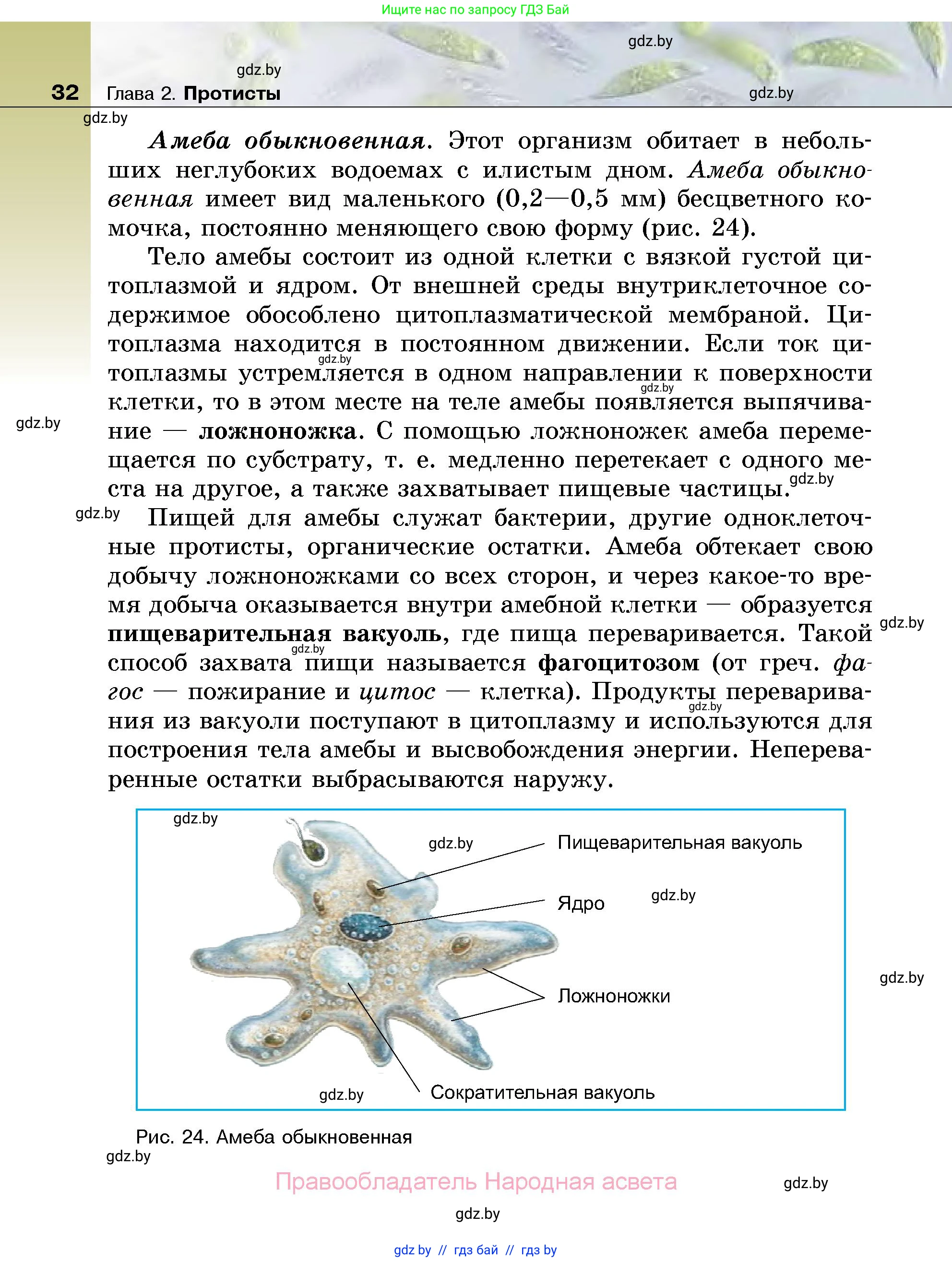 Биология, 7 класс Учебник, автор: Лисов Николай Дмитриевич, издательство Народная асвета, Минск, 2022, зелёного цвета, страница 32