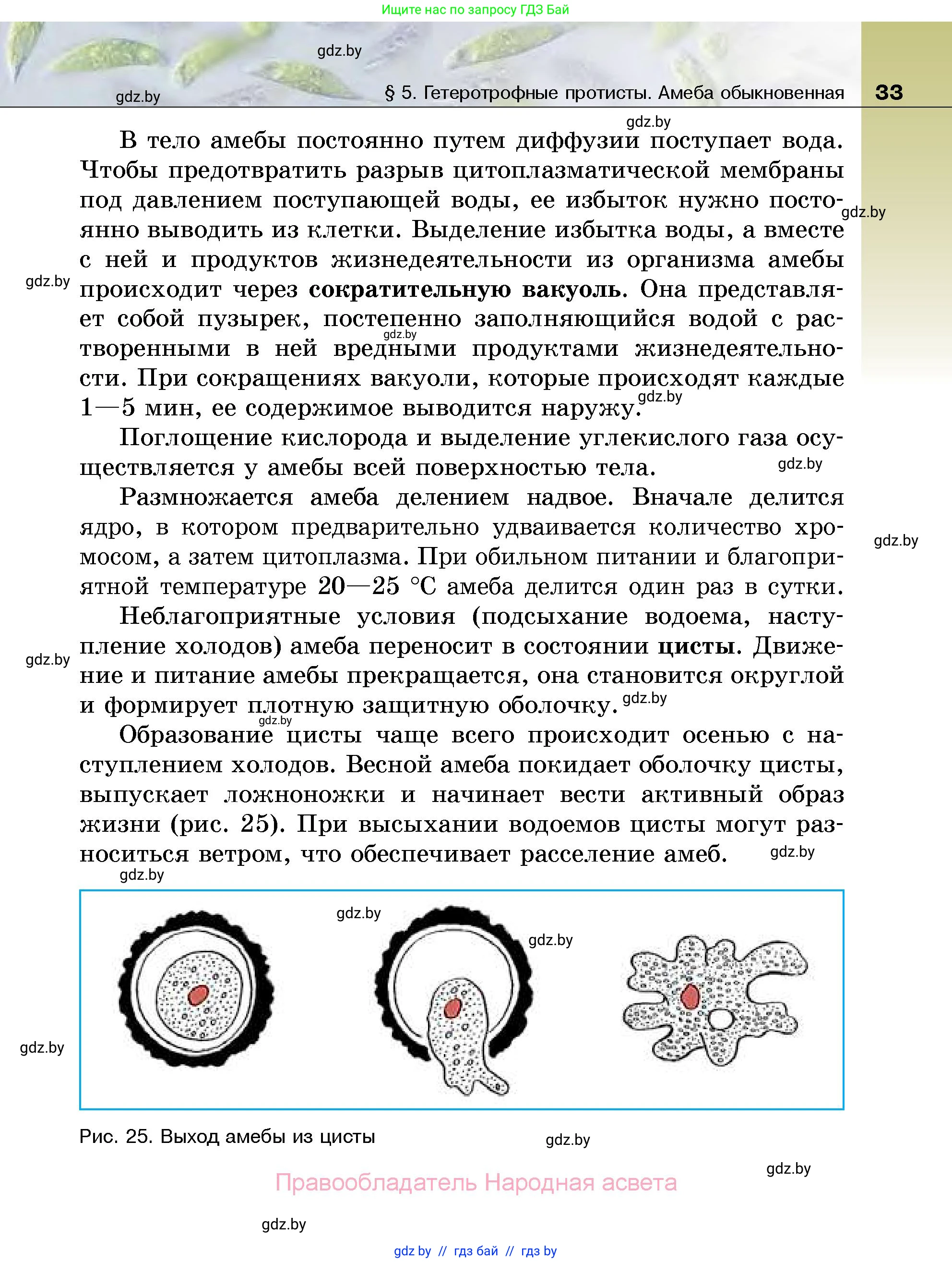 Биология, 7 класс Учебник, автор: Лисов Николай Дмитриевич, издательство Народная асвета, Минск, 2022, зелёного цвета, страница 33