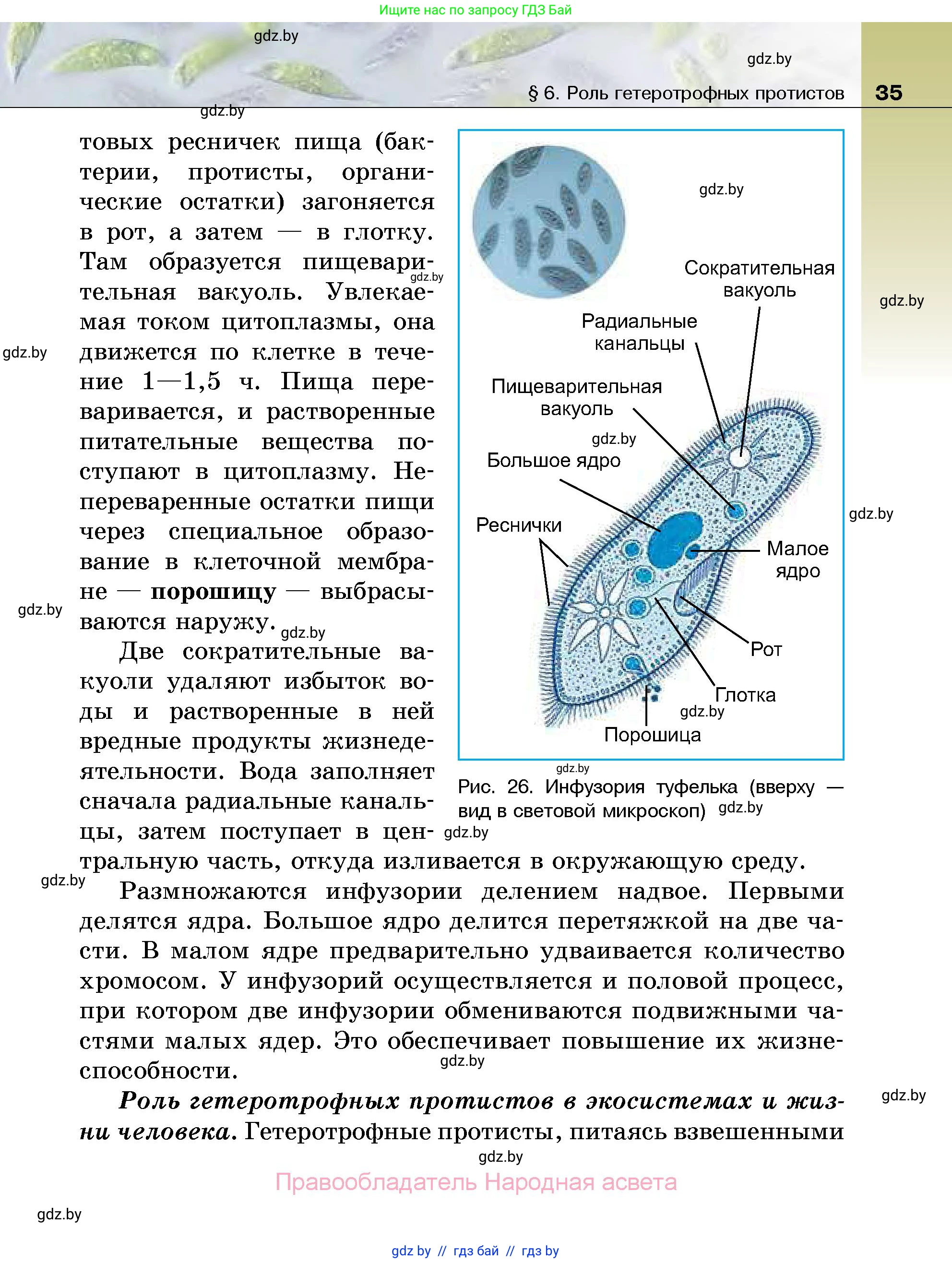 Биология, 7 класс Учебник, автор: Лисов Николай Дмитриевич, издательство Народная асвета, Минск, 2022, зелёного цвета, страница 35