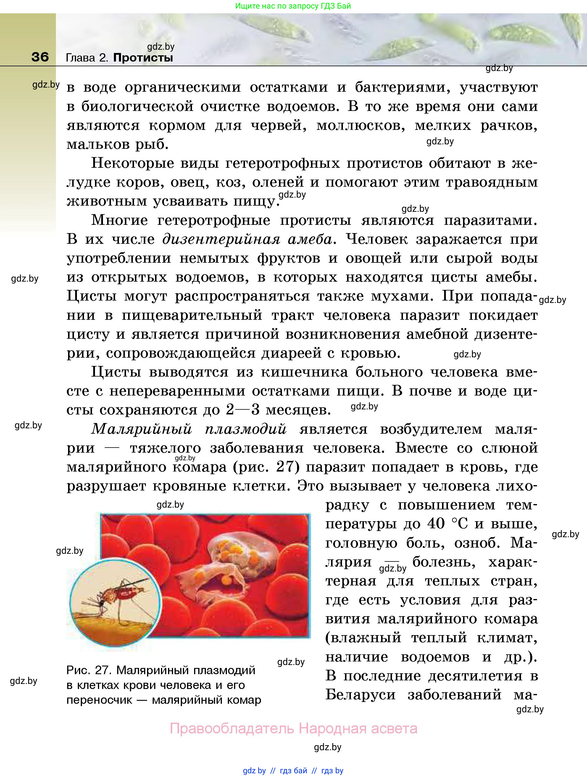 Биология, 7 класс Учебник, автор: Лисов Николай Дмитриевич, издательство Народная асвета, Минск, 2022, зелёного цвета, страница 36