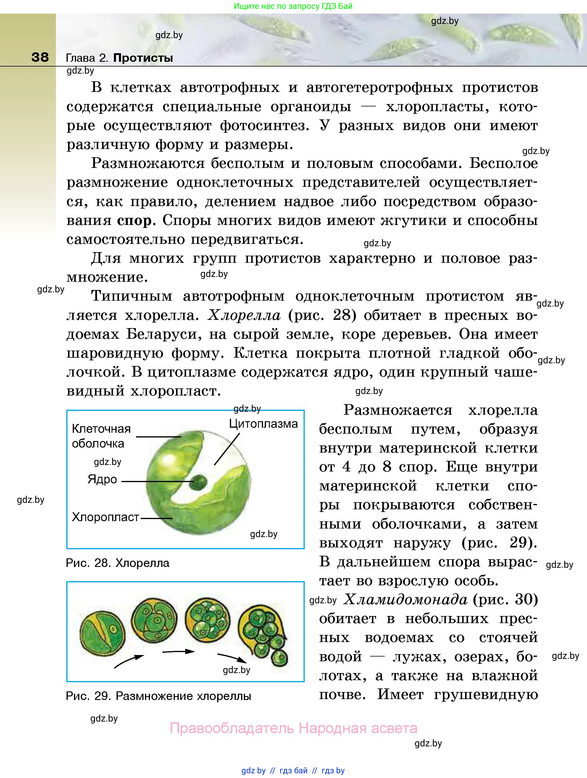 Биология, 7 класс Учебник, автор: Лисов Николай Дмитриевич, издательство Народная асвета, Минск, 2022, зелёного цвета, страница 38