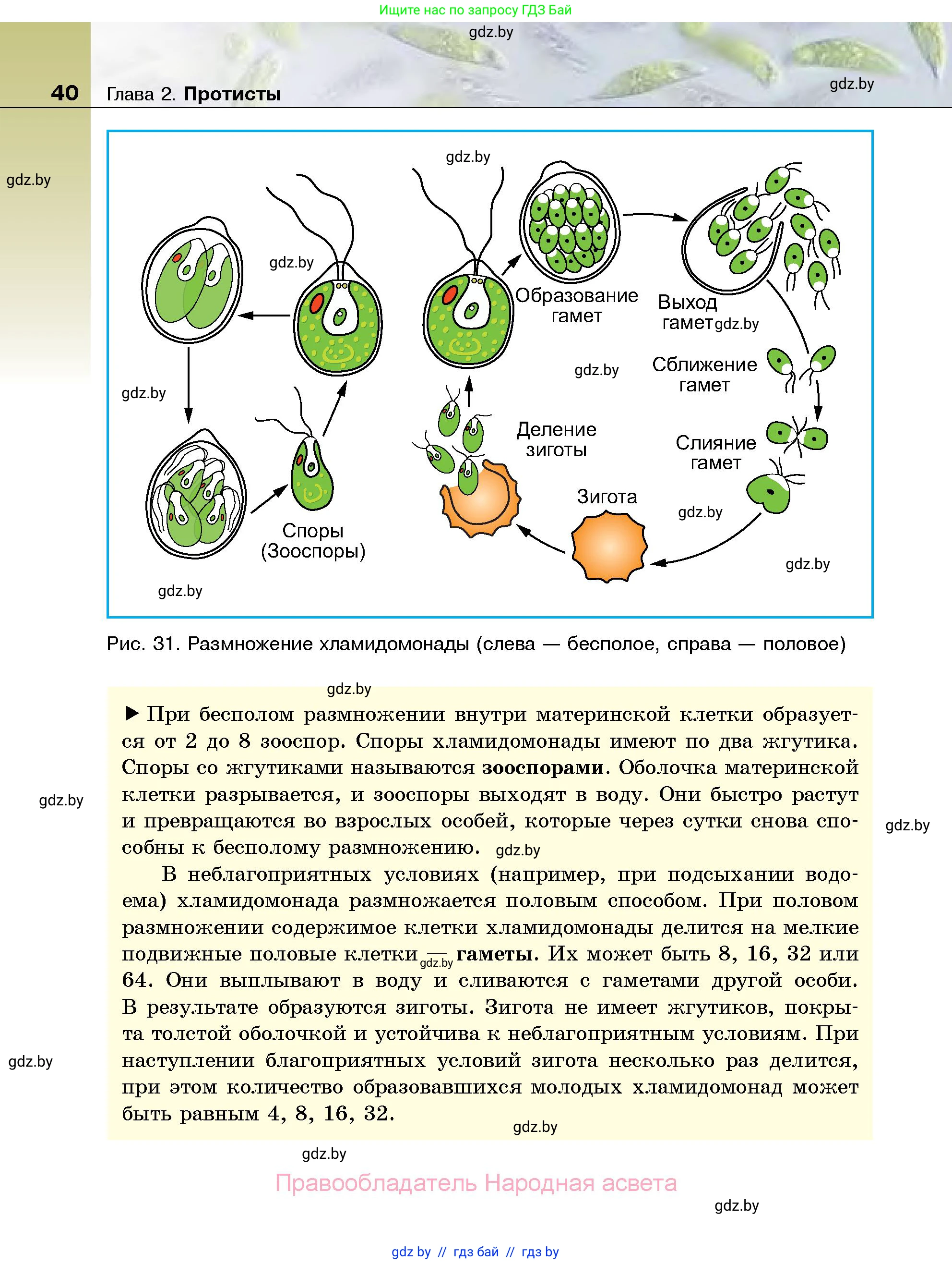 Биология, 7 класс Учебник, автор: Лисов Николай Дмитриевич, издательство Народная асвета, Минск, 2022, зелёного цвета, страница 40