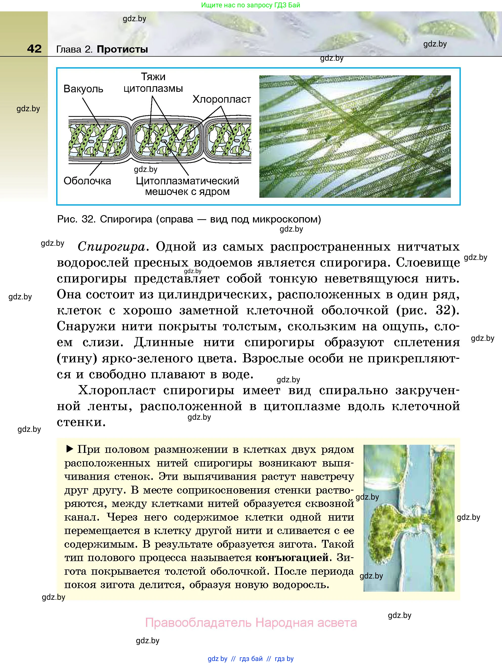 Биология, 7 класс Учебник, автор: Лисов Николай Дмитриевич, издательство Народная асвета, Минск, 2022, зелёного цвета, страница 42