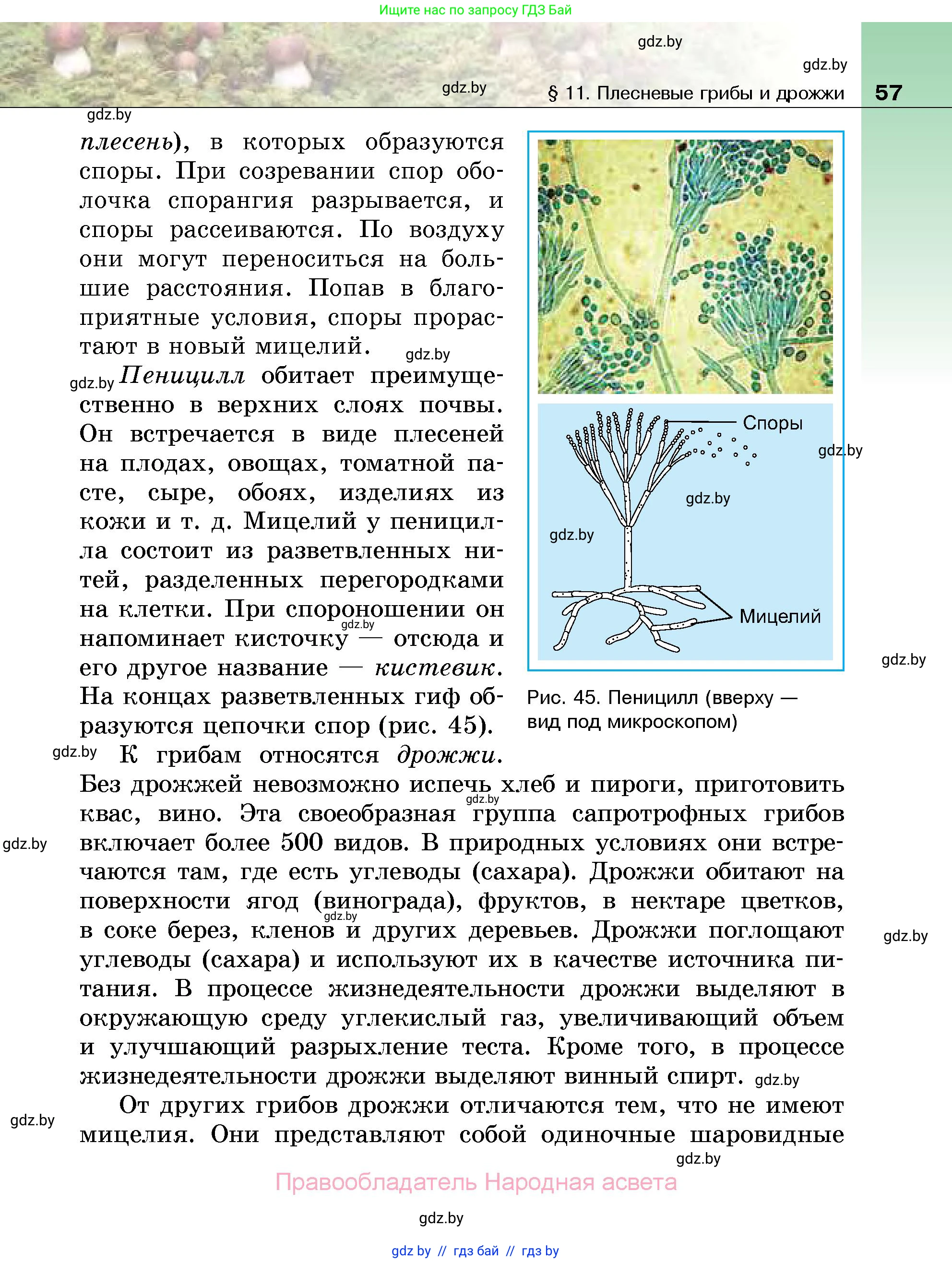 Биология, 7 класс Учебник, автор: Лисов Николай Дмитриевич, издательство Народная асвета, Минск, 2022, зелёного цвета, страница 57