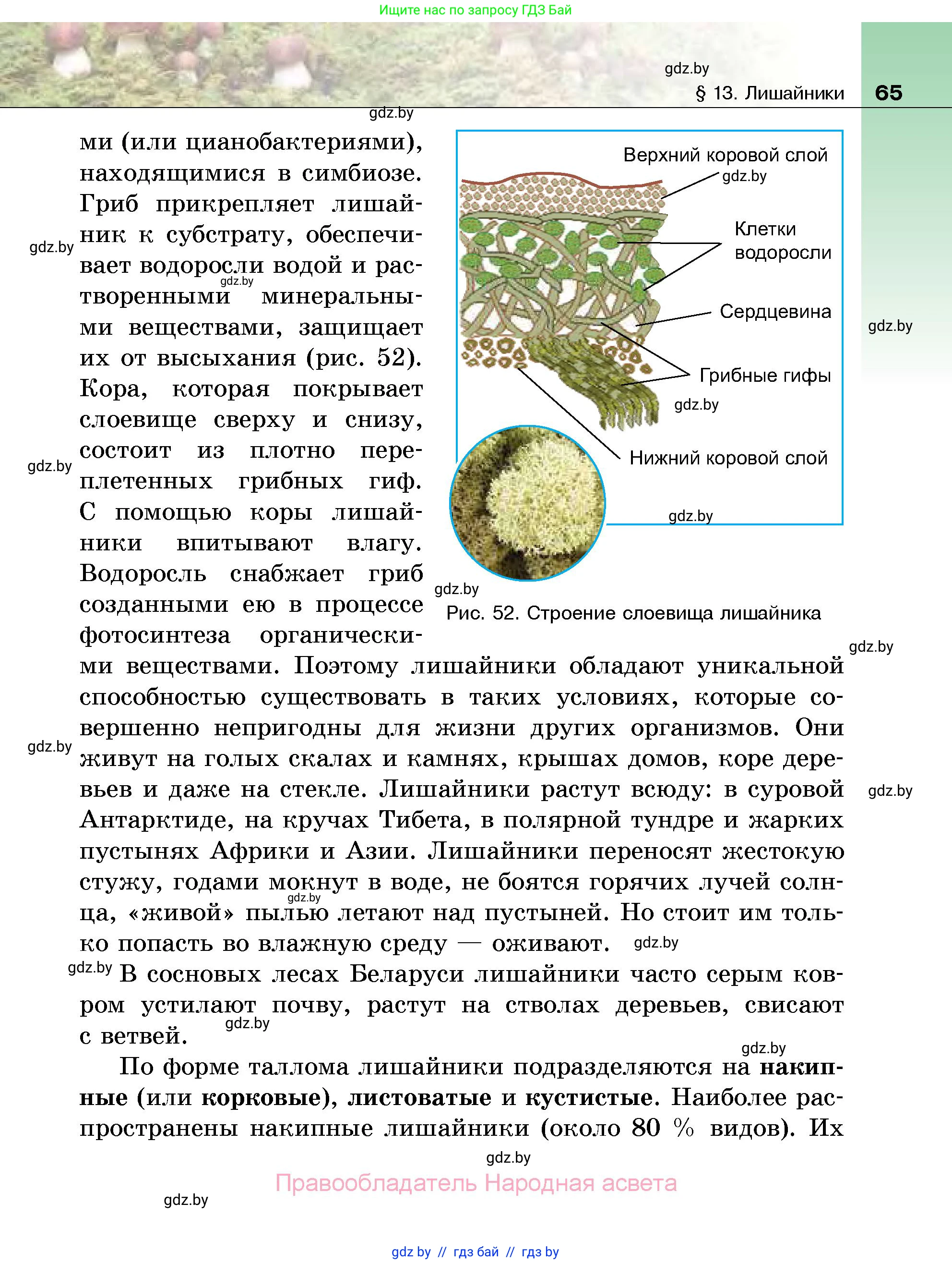 Биология, 7 класс Учебник, автор: Лисов Николай Дмитриевич, издательство Народная асвета, Минск, 2022, зелёного цвета, страница 65