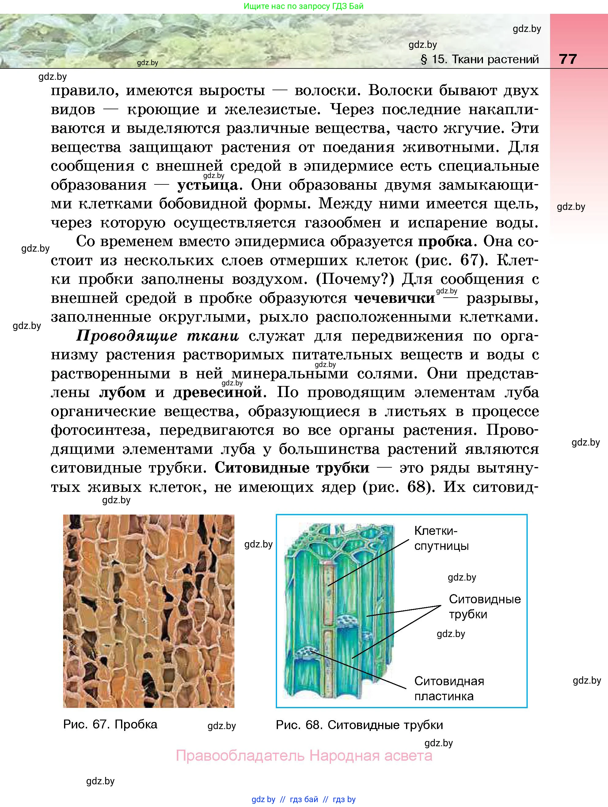 Биология, 7 класс Учебник, автор: Лисов Николай Дмитриевич, издательство Народная асвета, Минск, 2022, зелёного цвета, страница 77
