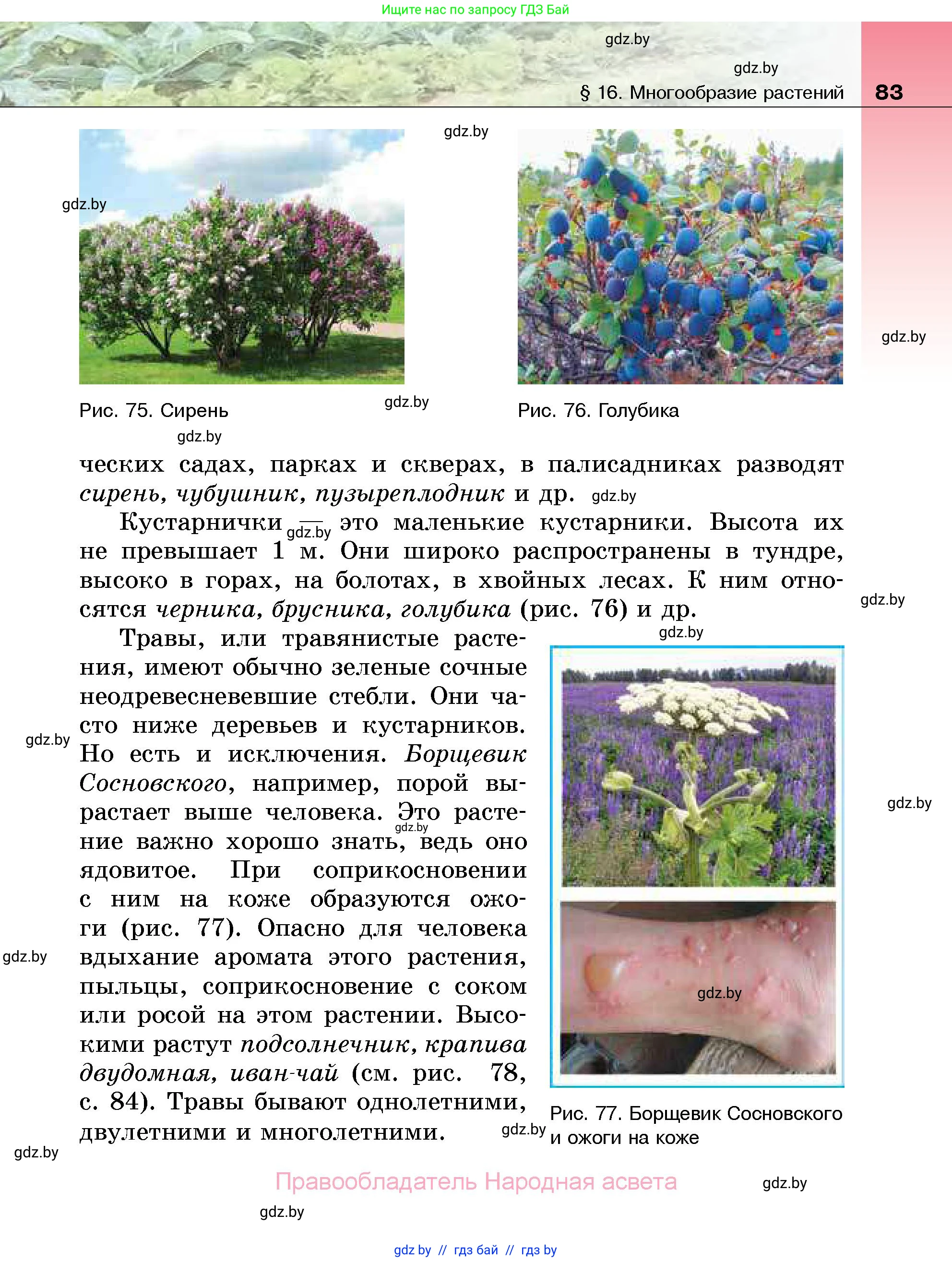 Биология, 7 класс Учебник, автор: Лисов Николай Дмитриевич, издательство Народная асвета, Минск, 2022, зелёного цвета, страница 83
