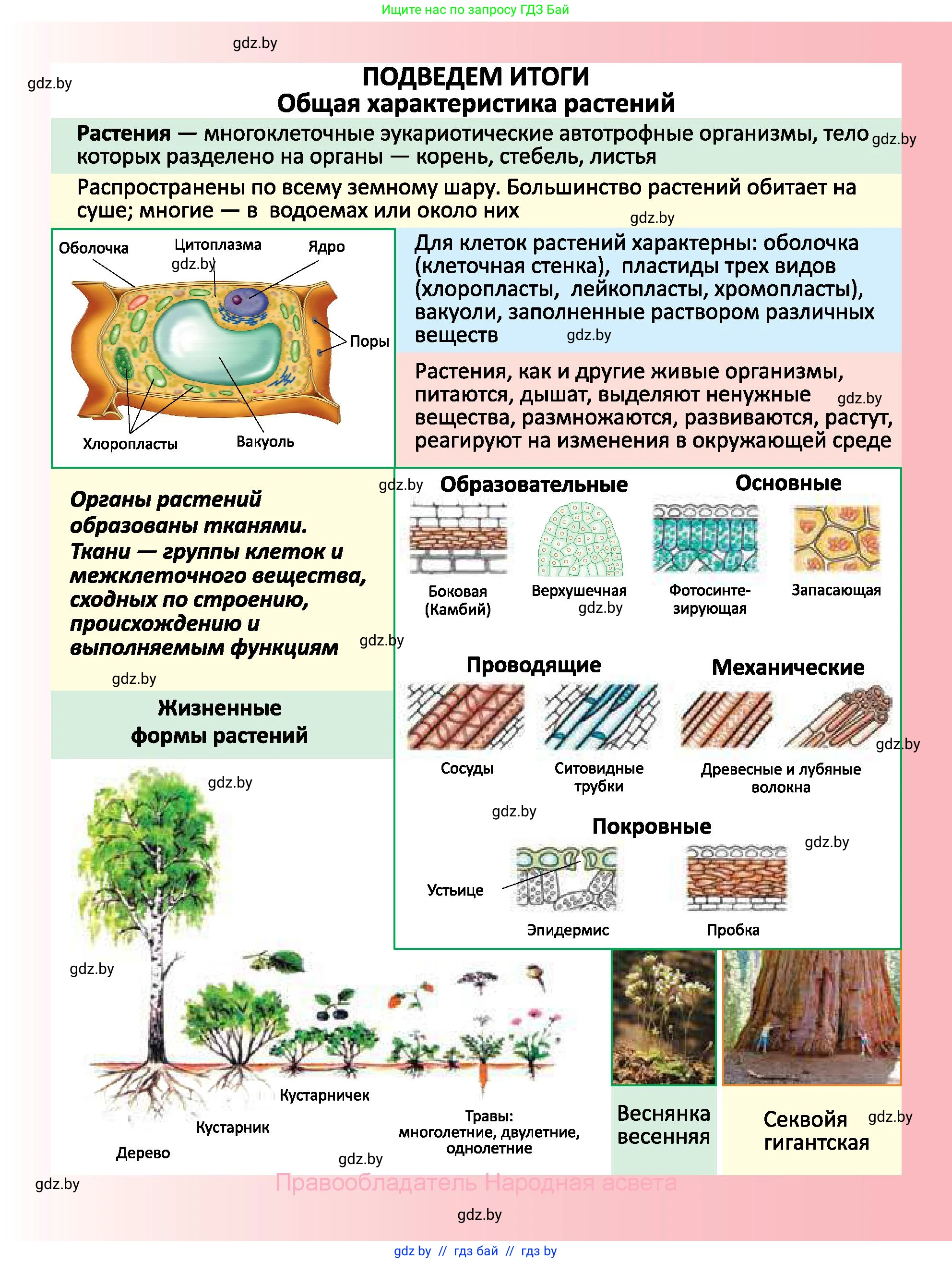 Биология, 7 класс Учебник, автор: Лисов Николай Дмитриевич, издательство Народная асвета, Минск, 2022, зелёного цвета, страница 87