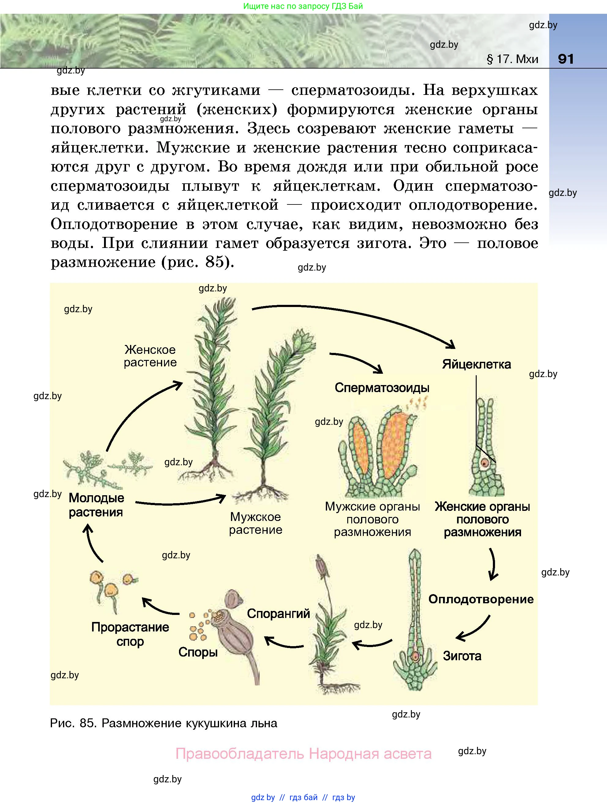 Биология, 7 класс Учебник, автор: Лисов Николай Дмитриевич, издательство Народная асвета, Минск, 2022, зелёного цвета, страница 91