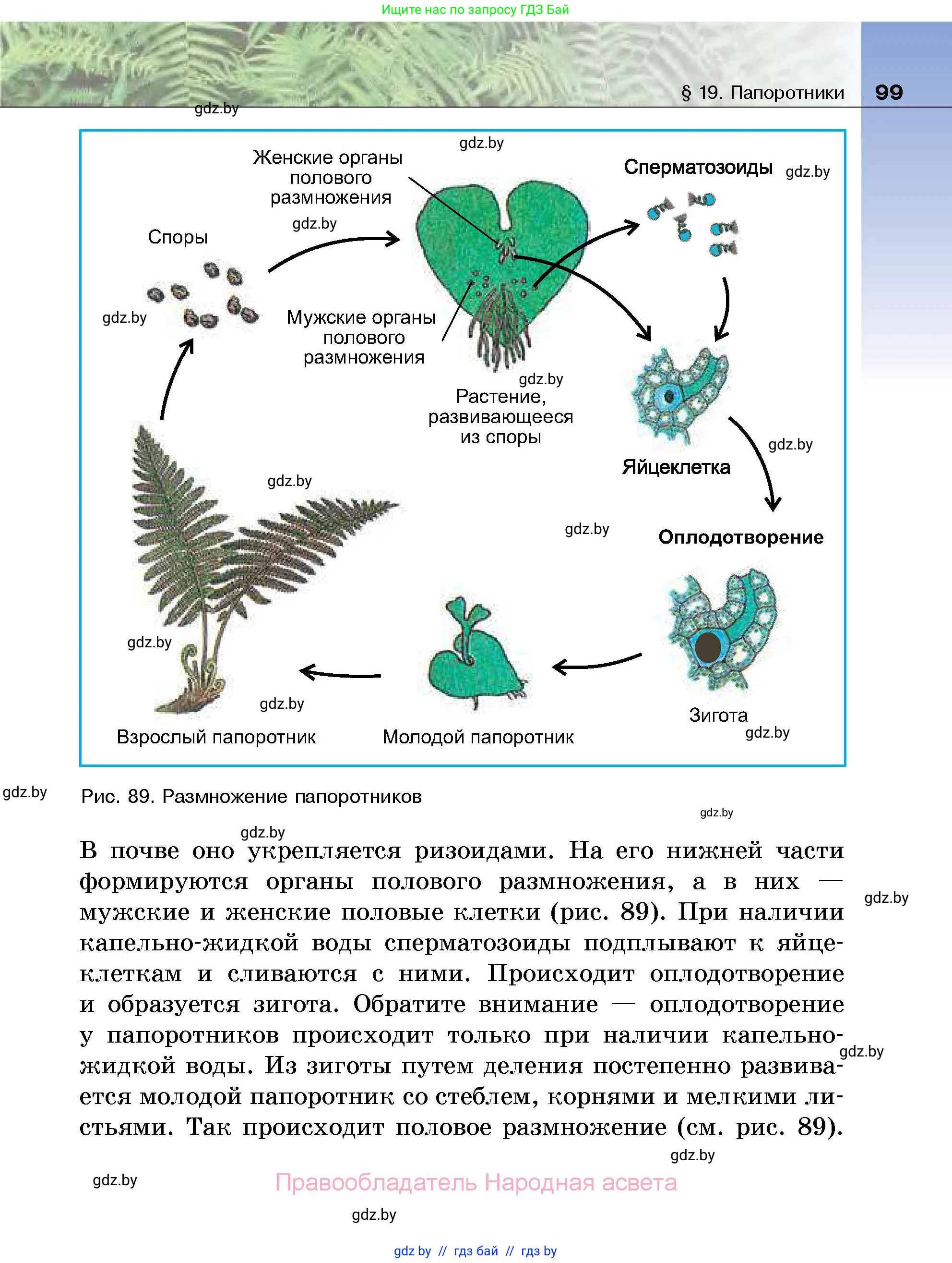 Биология, 7 класс Учебник, автор: Лисов Николай Дмитриевич, издательство Народная асвета, Минск, 2022, зелёного цвета, страница 99