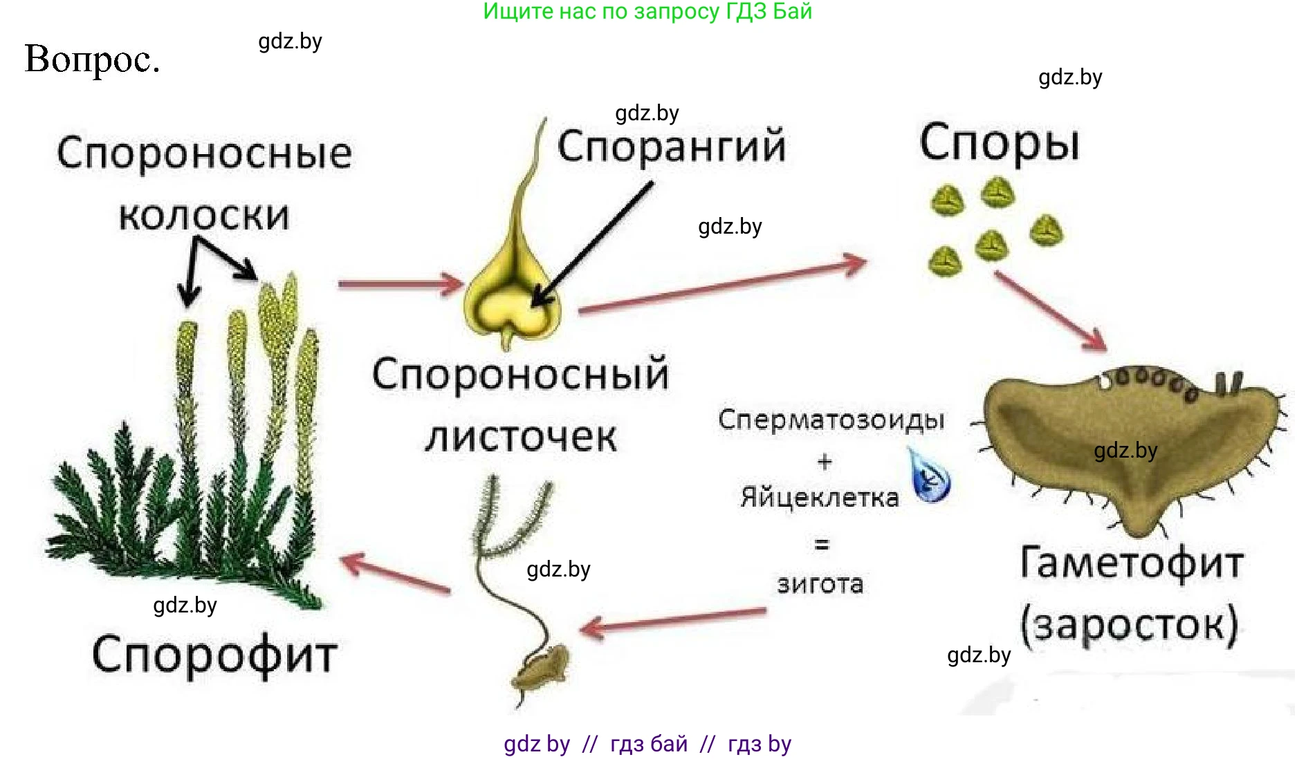 Биология, 7 класс Учебник, автор: Лисов Николай Дмитриевич, издательство Народная асвета, Минск, 2022, зелёного цвета, страница 107, Решение