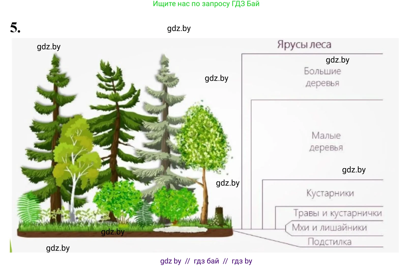 Биология, 7 класс тетрадь для экскусрий, лабораторных и практических работ, автор: Рогожников Олег Николаевич, издательство Сэр-Вит, Минск, 2022, голубого цвета, страница 49, номер 5, Решение