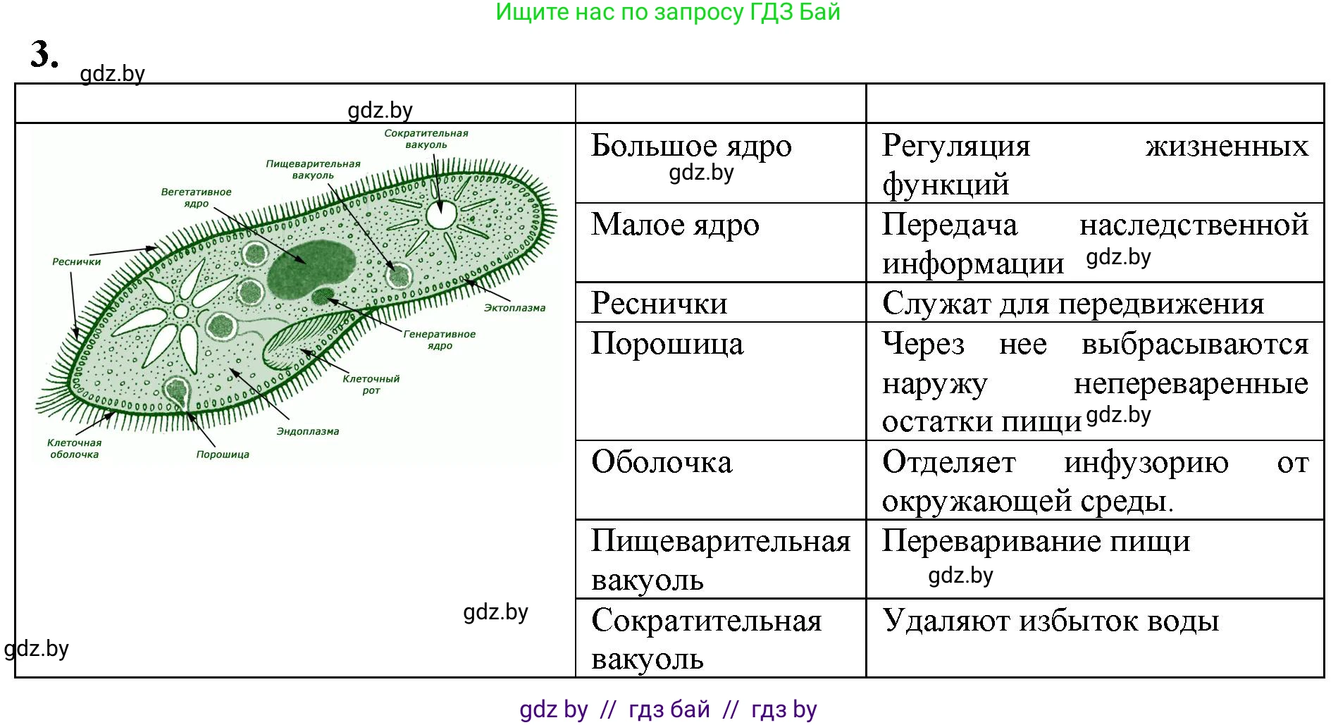Биология, 7 класс тетрадь для экскусрий, лабораторных и практических работ, автор: Рогожников Олег Николаевич, издательство Сэр-Вит, Минск, 2022, голубого цвета, страница 6, номер 3, Решение