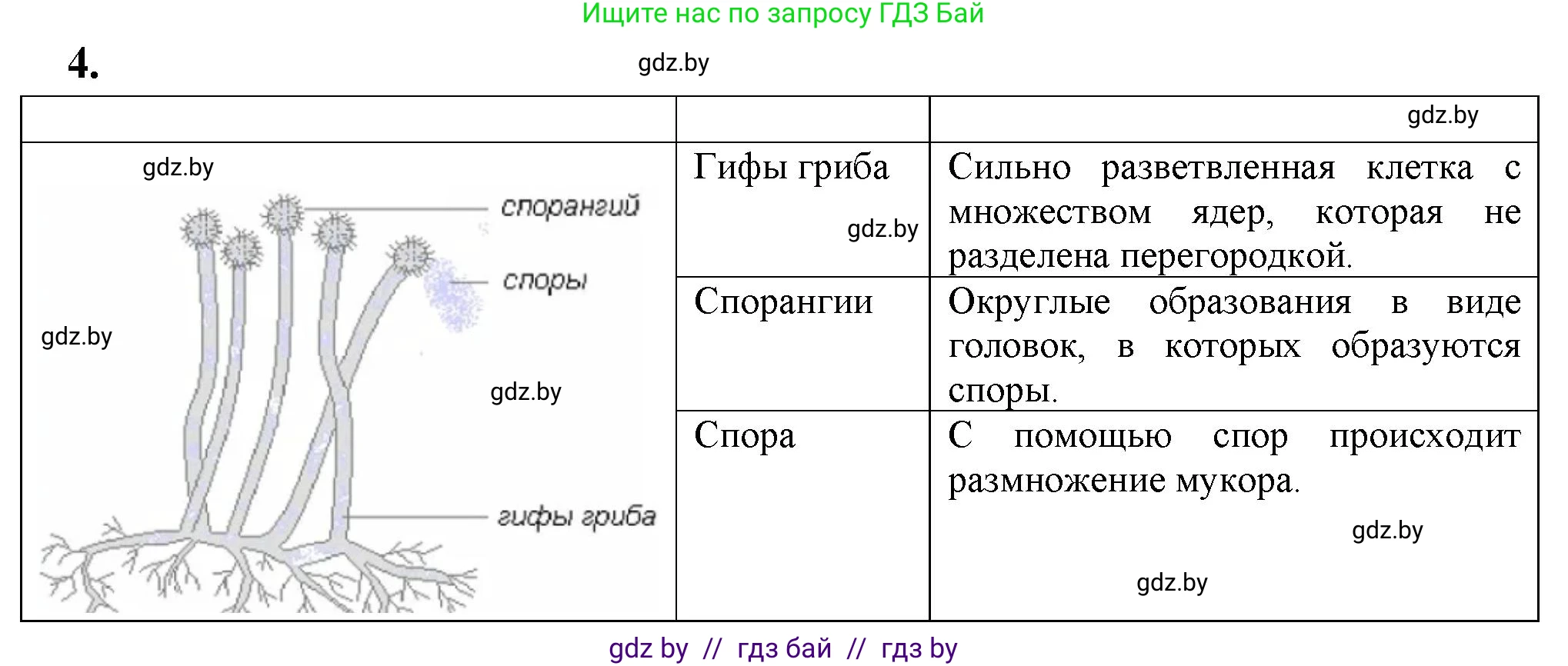 Биология, 7 класс тетрадь для экскусрий, лабораторных и практических работ, автор: Рогожников Олег Николаевич, издательство Сэр-Вит, Минск, 2022, голубого цвета, страница 10, номер 4, Решение