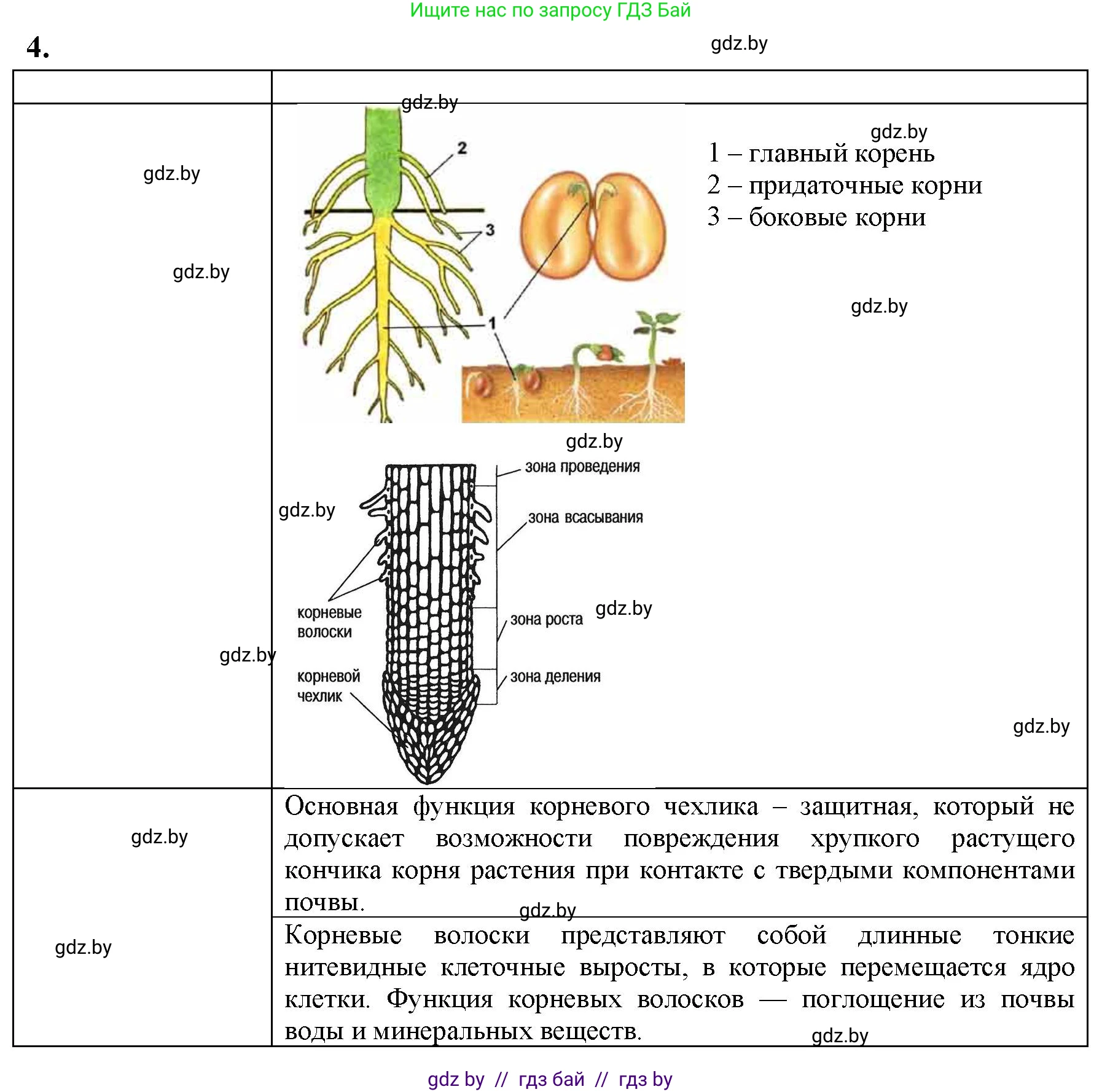 Биология, 7 класс тетрадь для экскусрий, лабораторных и практических работ, автор: Рогожников Олег Николаевич, издательство Сэр-Вит, Минск, 2022, голубого цвета, страница 23, номер 4, Решение