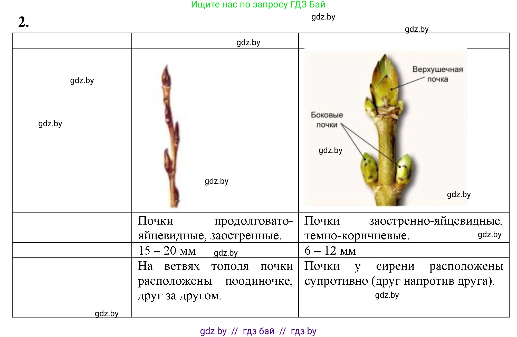 Биология, 7 класс тетрадь для экскусрий, лабораторных и практических работ, автор: Рогожников Олег Николаевич, издательство Сэр-Вит, Минск, 2022, голубого цвета, страница 25, номер 2, Решение