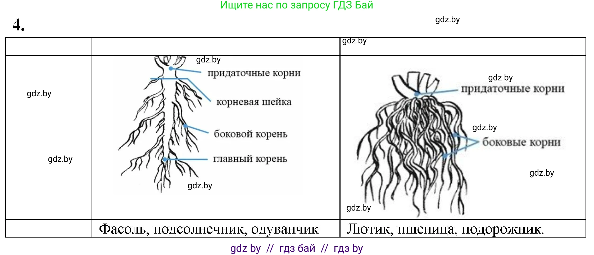 Биология, 7 класс тетрадь для экскусрий, лабораторных и практических работ, автор: Рогожников Олег Николаевич, издательство Сэр-Вит, Минск, 2022, голубого цвета, страница 21, номер 4, Решение