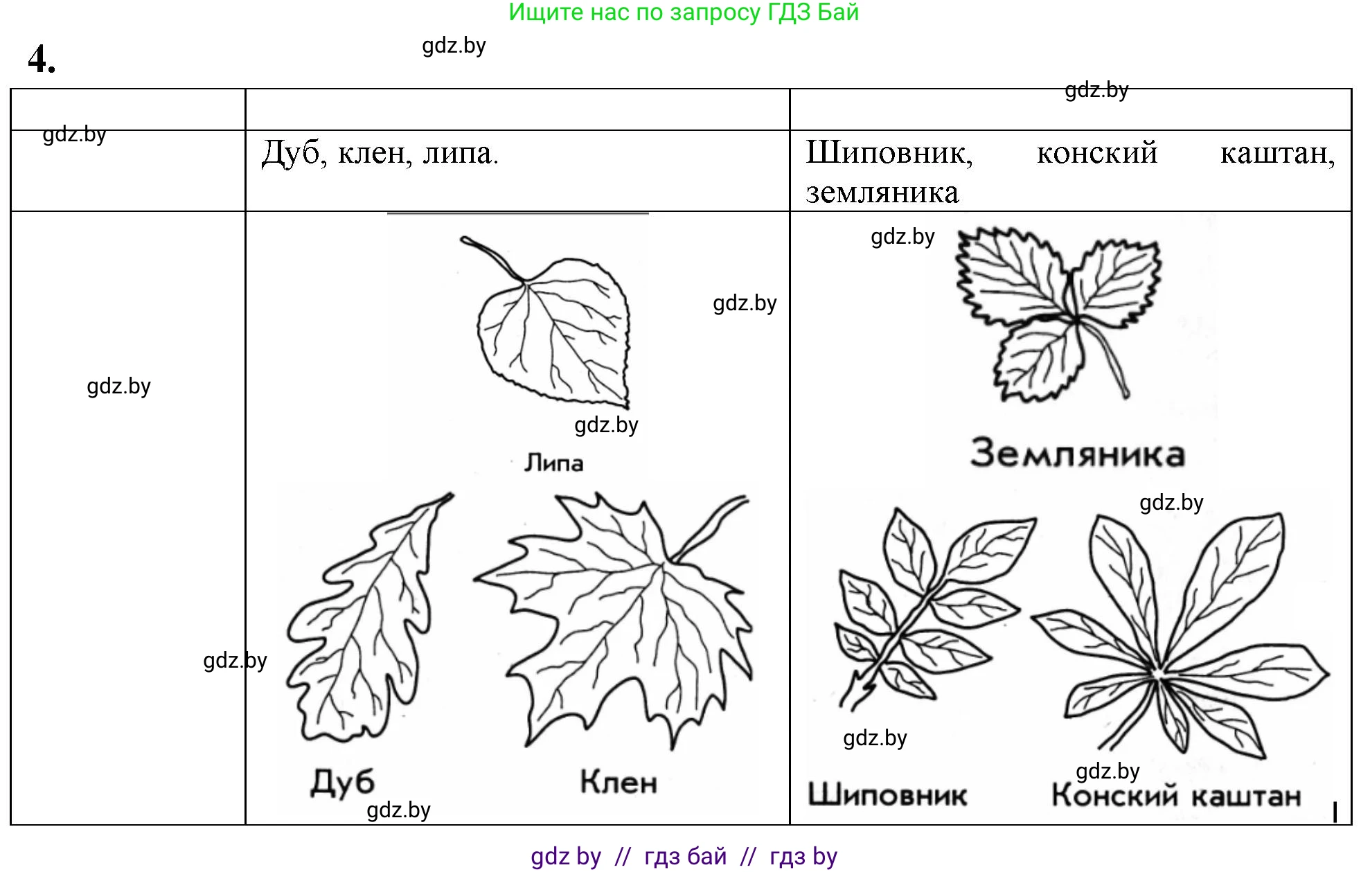 Биология, 7 класс тетрадь для экскусрий, лабораторных и практических работ, автор: Рогожников Олег Николаевич, издательство Сэр-Вит, Минск, 2022, голубого цвета, страница 29, номер 4, Решение