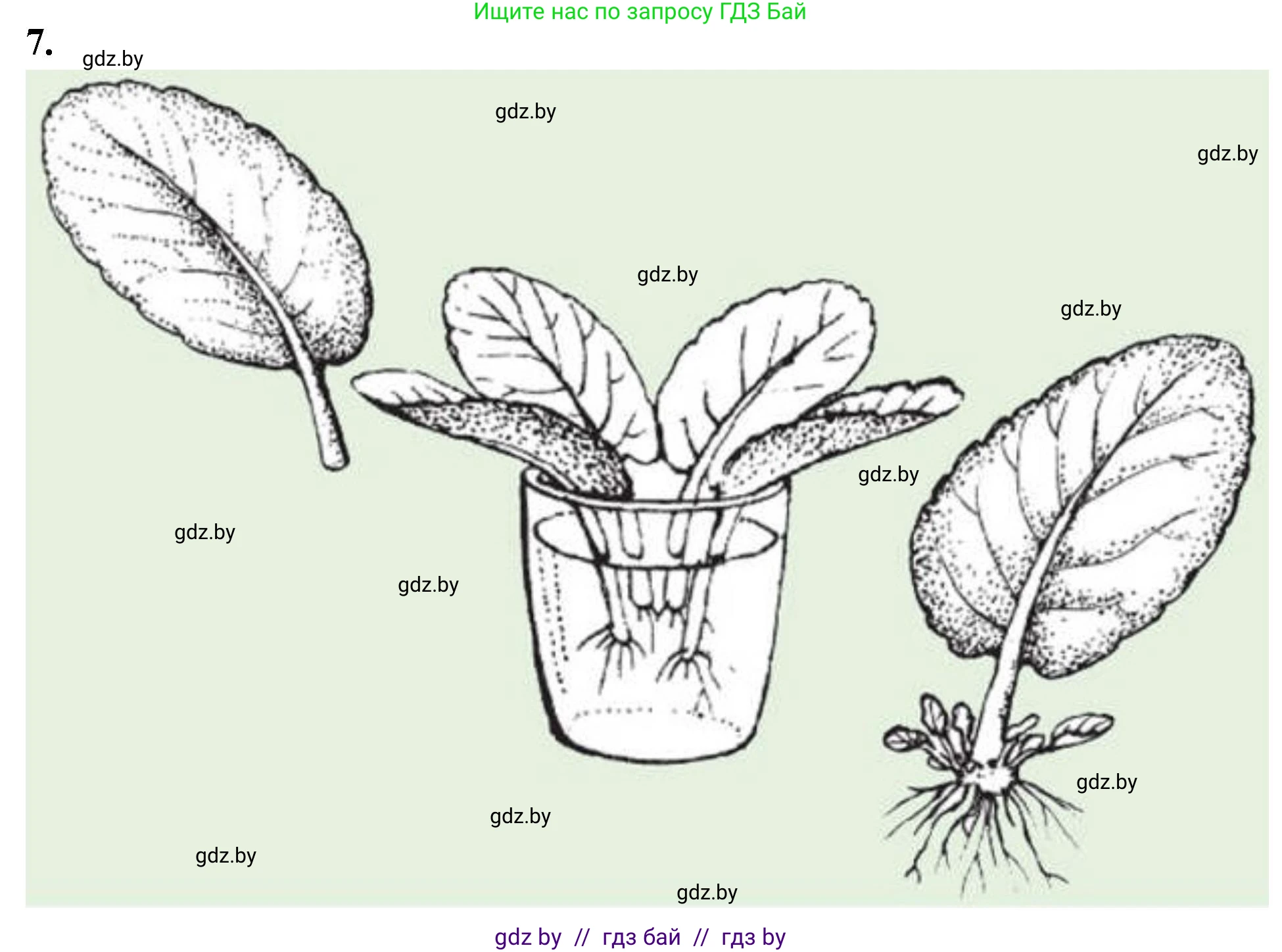 Биология, 7 класс тетрадь для экскусрий, лабораторных и практических работ, автор: Рогожников Олег Николаевич, издательство Сэр-Вит, Минск, 2022, голубого цвета, страница 34, номер 7, Решение