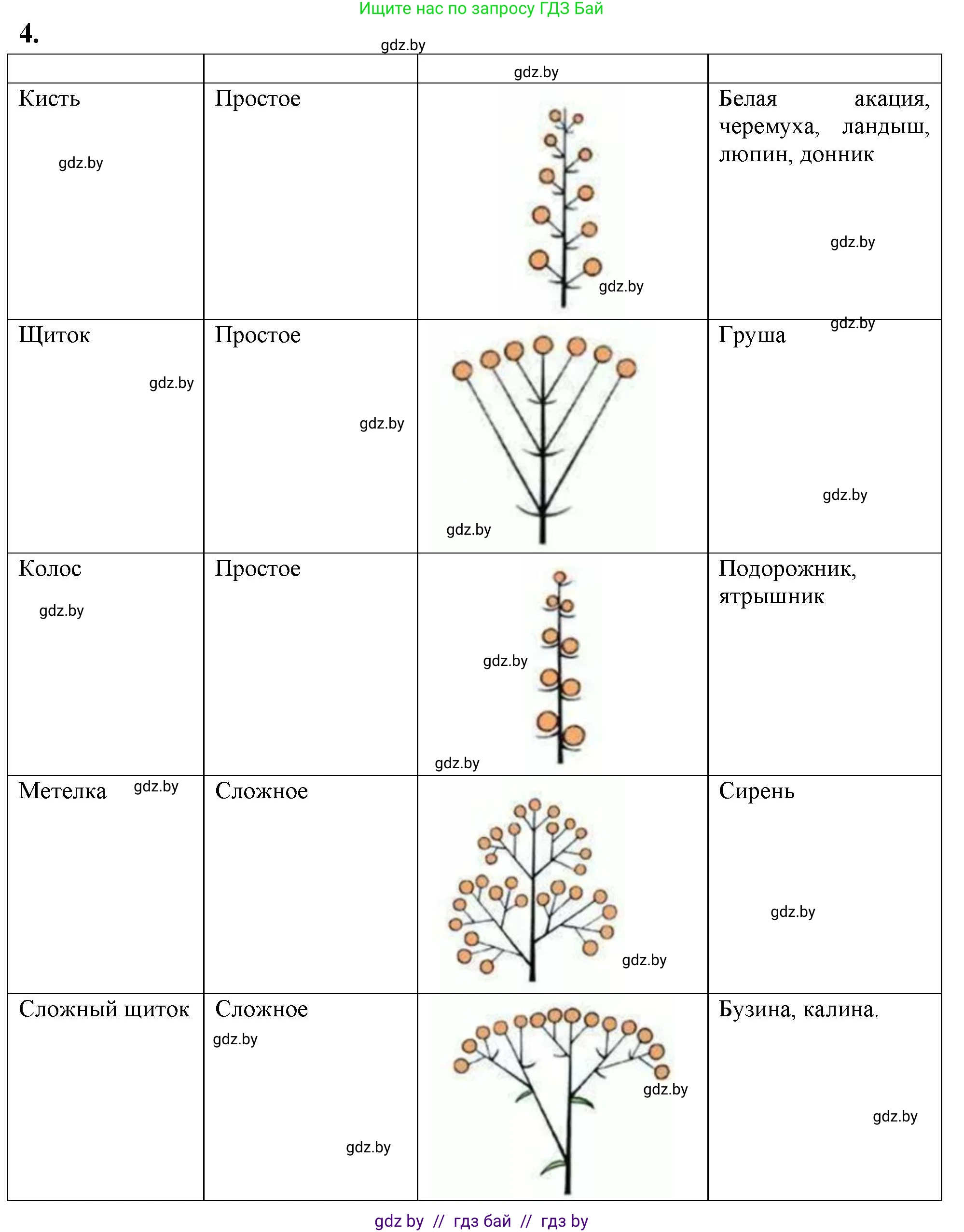 Биология, 7 класс тетрадь для экскусрий, лабораторных и практических работ, автор: Рогожников Олег Николаевич, издательство Сэр-Вит, Минск, 2022, голубого цвета, страница 37, номер 4, Решение