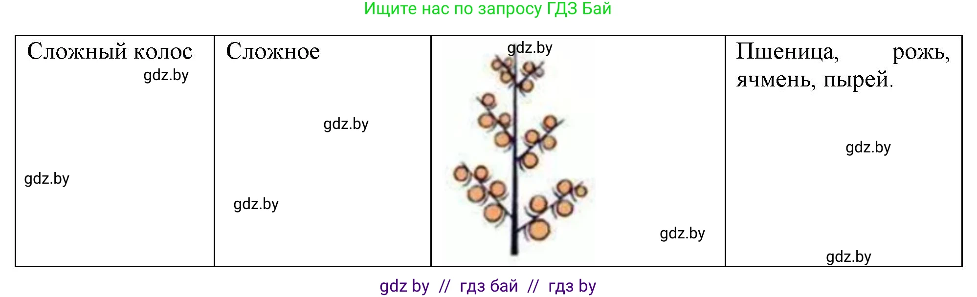 Биология, 7 класс тетрадь для экскусрий, лабораторных и практических работ, автор: Рогожников Олег Николаевич, издательство Сэр-Вит, Минск, 2022, голубого цвета, страница 37, номер 4, Решение (продолжение 2)