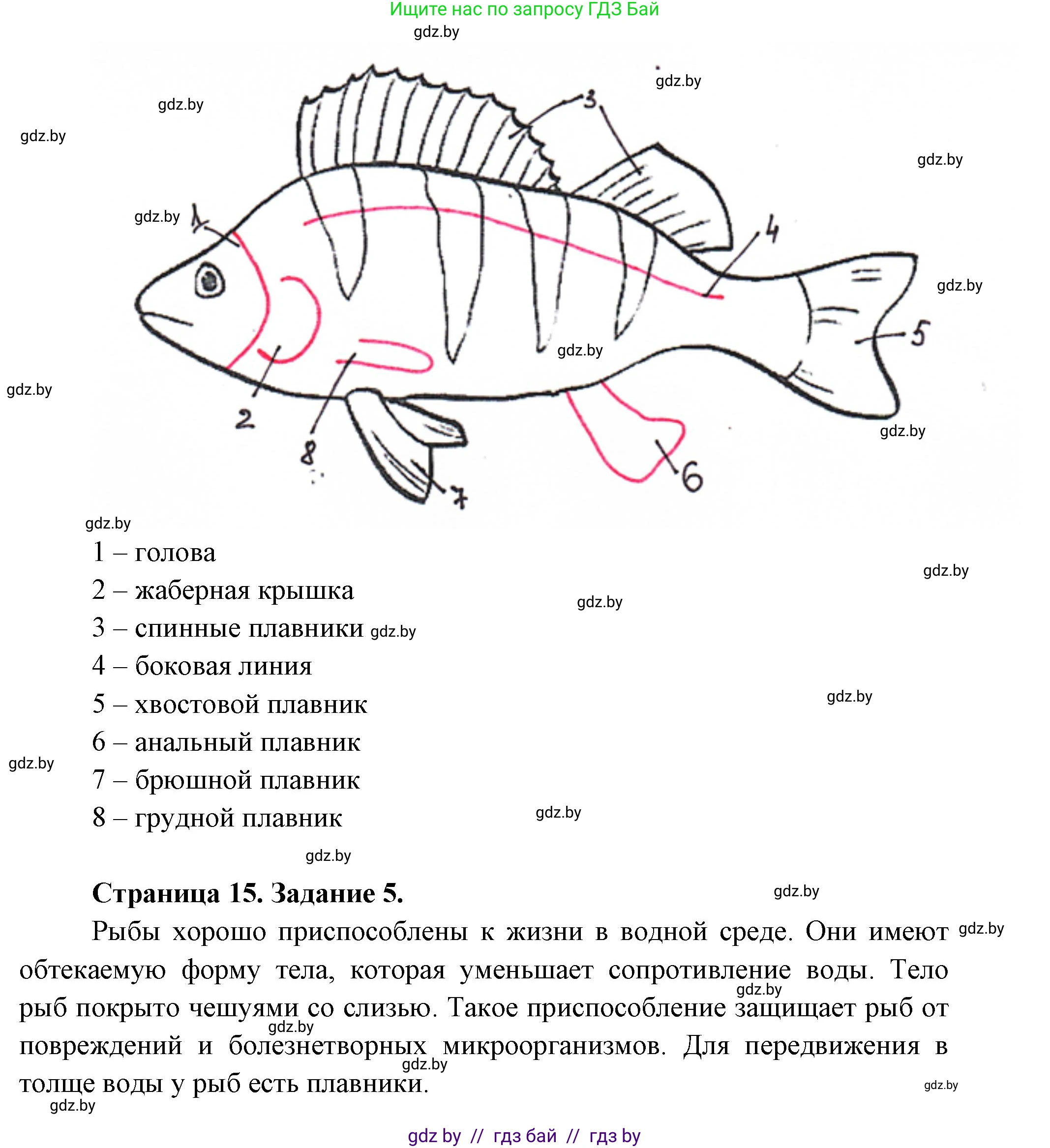 Биология, 8 класс Тетрадь для лабораторных и практических работ, авторы: Бедарик Ирина Геннадьевна, Бедарик Александр Евгеньевич, издательство Аверсэв, Минск, 2024, жёлтого цвета, страница 13, Решение (продолжение 2)