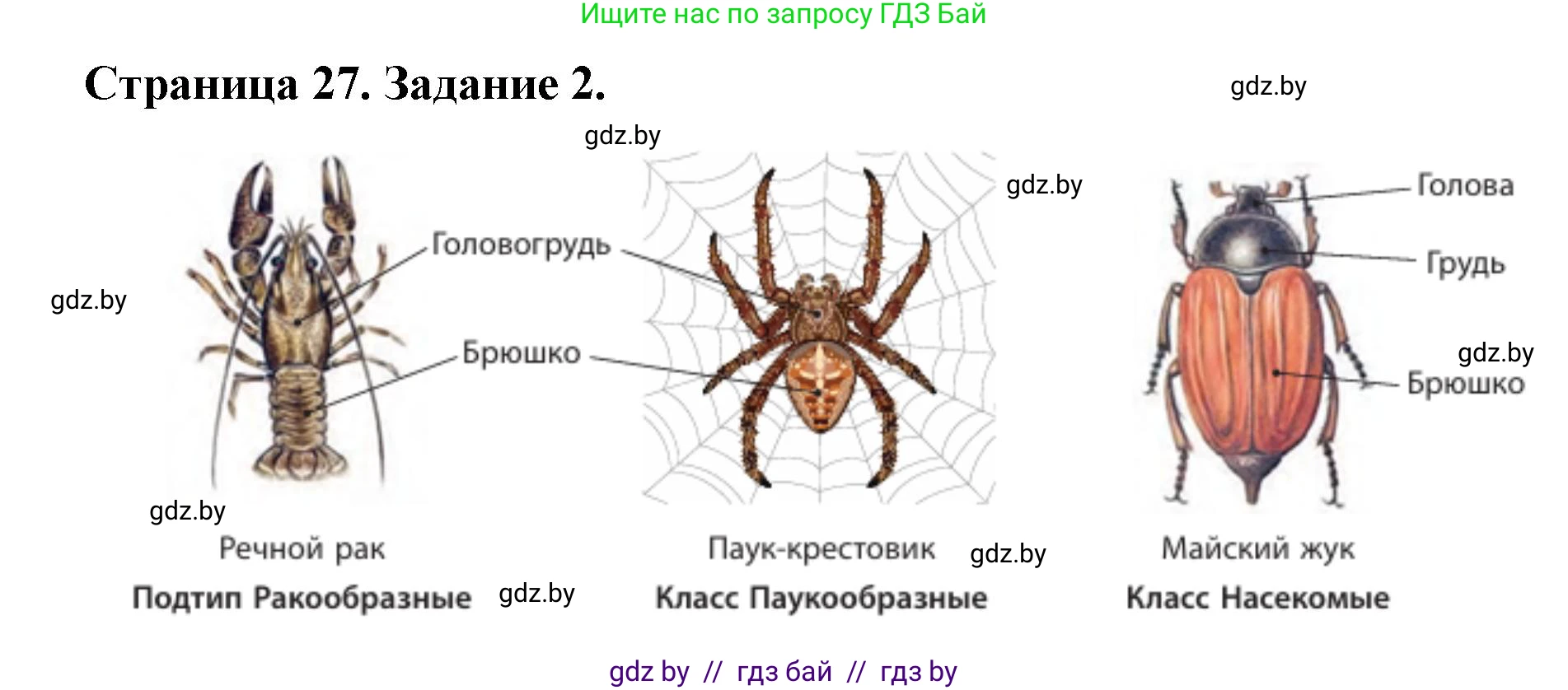 Биология, 8 класс рабочая тетрадь, авторы: Бедарик Ирина Геннадьевна, Бедарик Александр Евгеньевич, издательство Аверсэв, Минск, 2024, страница 27, номер 2, Решение