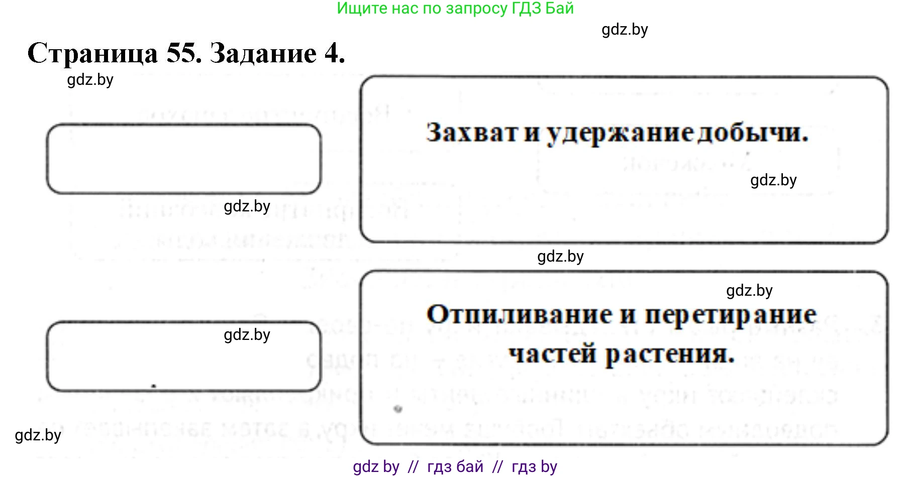 Биология, 8 класс рабочая тетрадь, авторы: Бедарик Ирина Геннадьевна, Бедарик Александр Евгеньевич, издательство Аверсэв, Минск, 2024, страница 55, номер 4, Решение