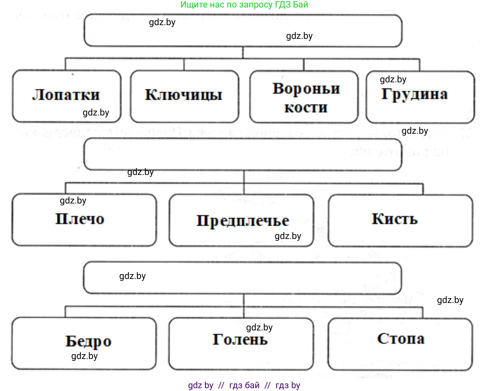 Биология, 8 класс рабочая тетрадь, авторы: Бедарик Ирина Геннадьевна, Бедарик Александр Евгеньевич, издательство Аверсэв, Минск, 2024, страница 62, номер 4, Решение (продолжение 2)