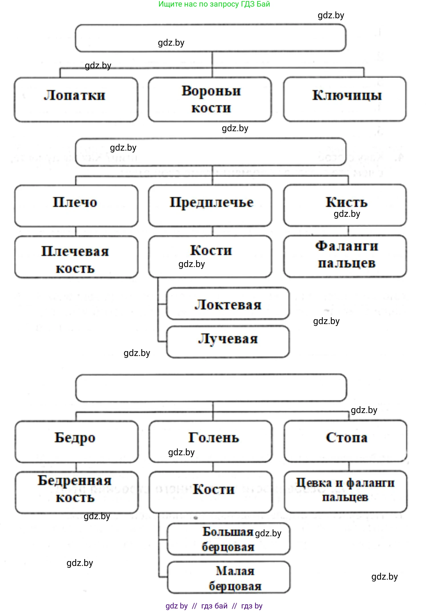 Биология, 8 класс рабочая тетрадь, авторы: Бедарик Ирина Геннадьевна, Бедарик Александр Евгеньевич, издательство Аверсэв, Минск, 2024, страница 73, номер 2, Решение (продолжение 2)