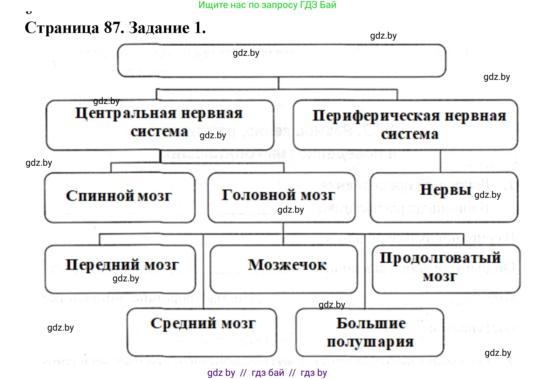 Биология, 8 класс рабочая тетрадь, авторы: Бедарик Ирина Геннадьевна, Бедарик Александр Евгеньевич, издательство Аверсэв, Минск, 2024, страница 87, номер 1, Решение